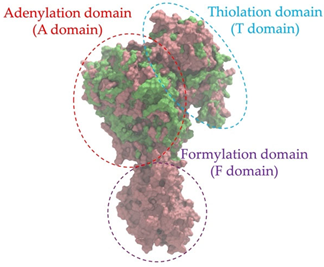 Antibiotics 14 00805 i002