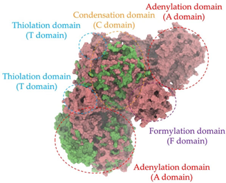 Antibiotics 14 00805 i004
