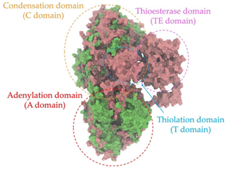 Antibiotics 14 00805 i006