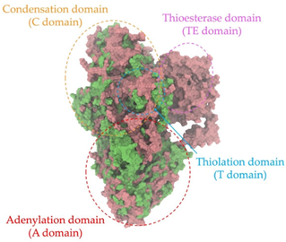 Antibiotics 14 00805 i014
