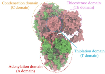 Antibiotics 14 00805 i022