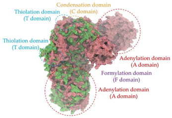Antibiotics 14 00805 i024