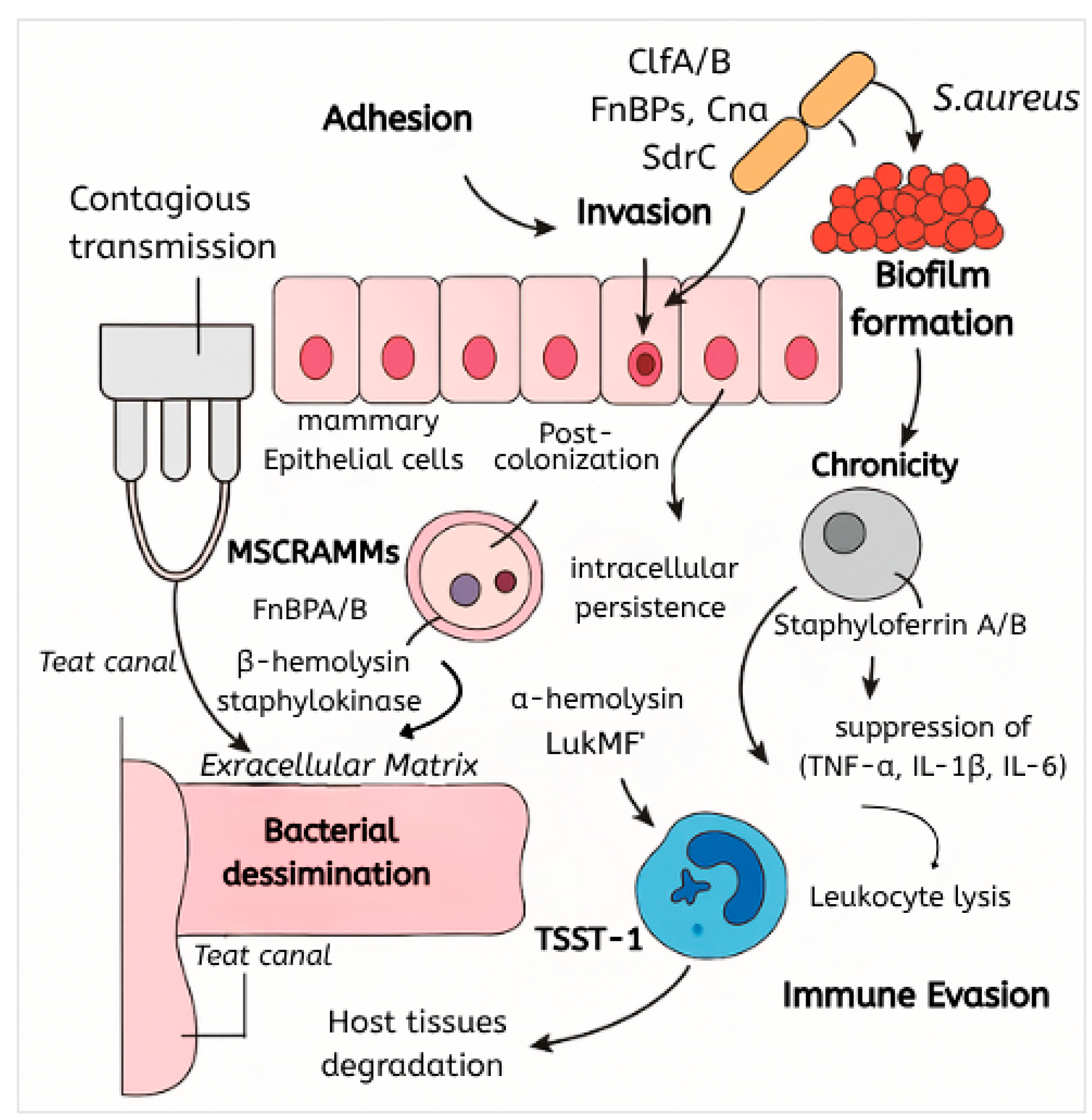 Antibiotics 14 00810 g001