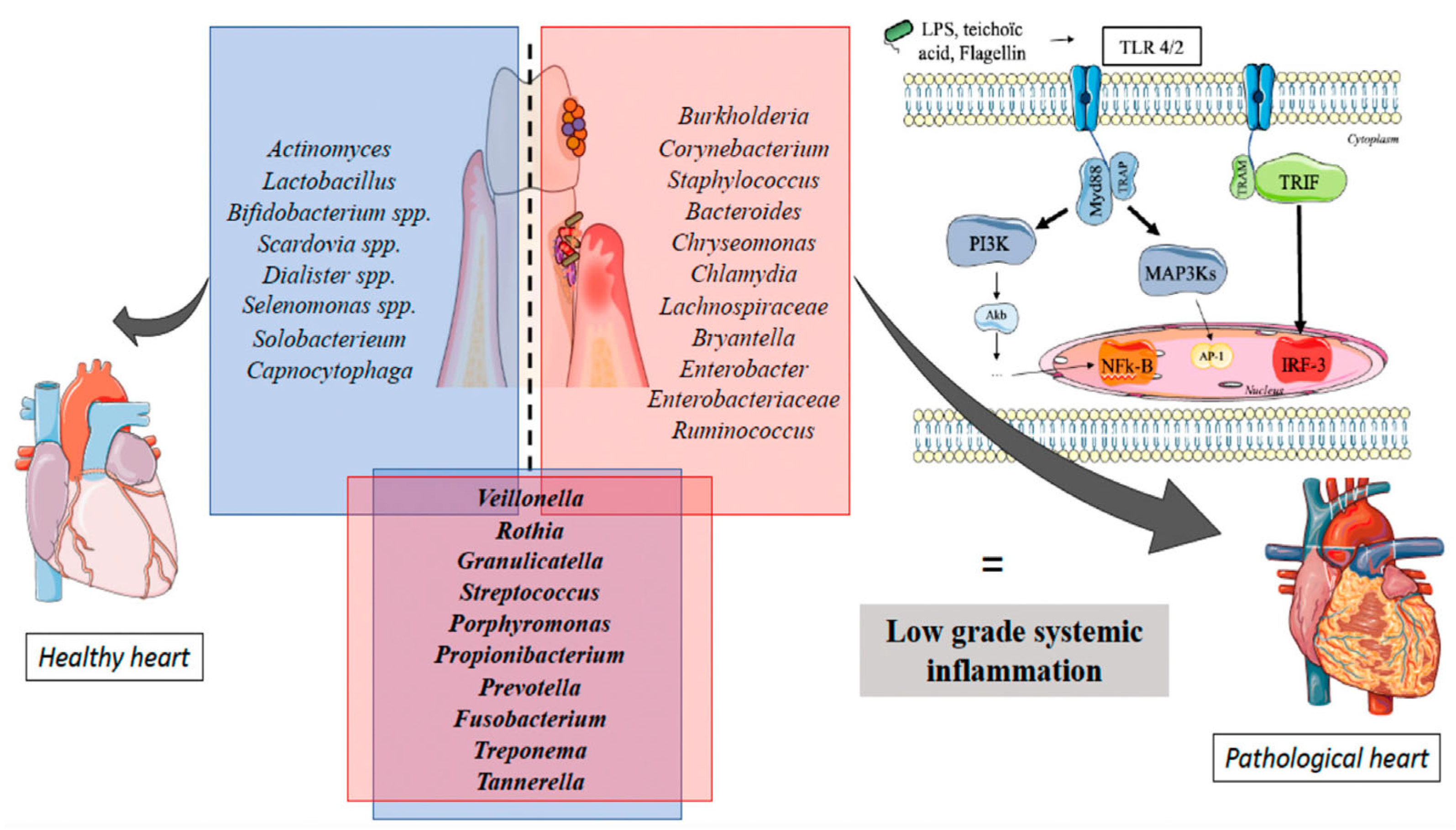 Antibiotics 14 00815 g003 Antibiotics 14 00815 g003