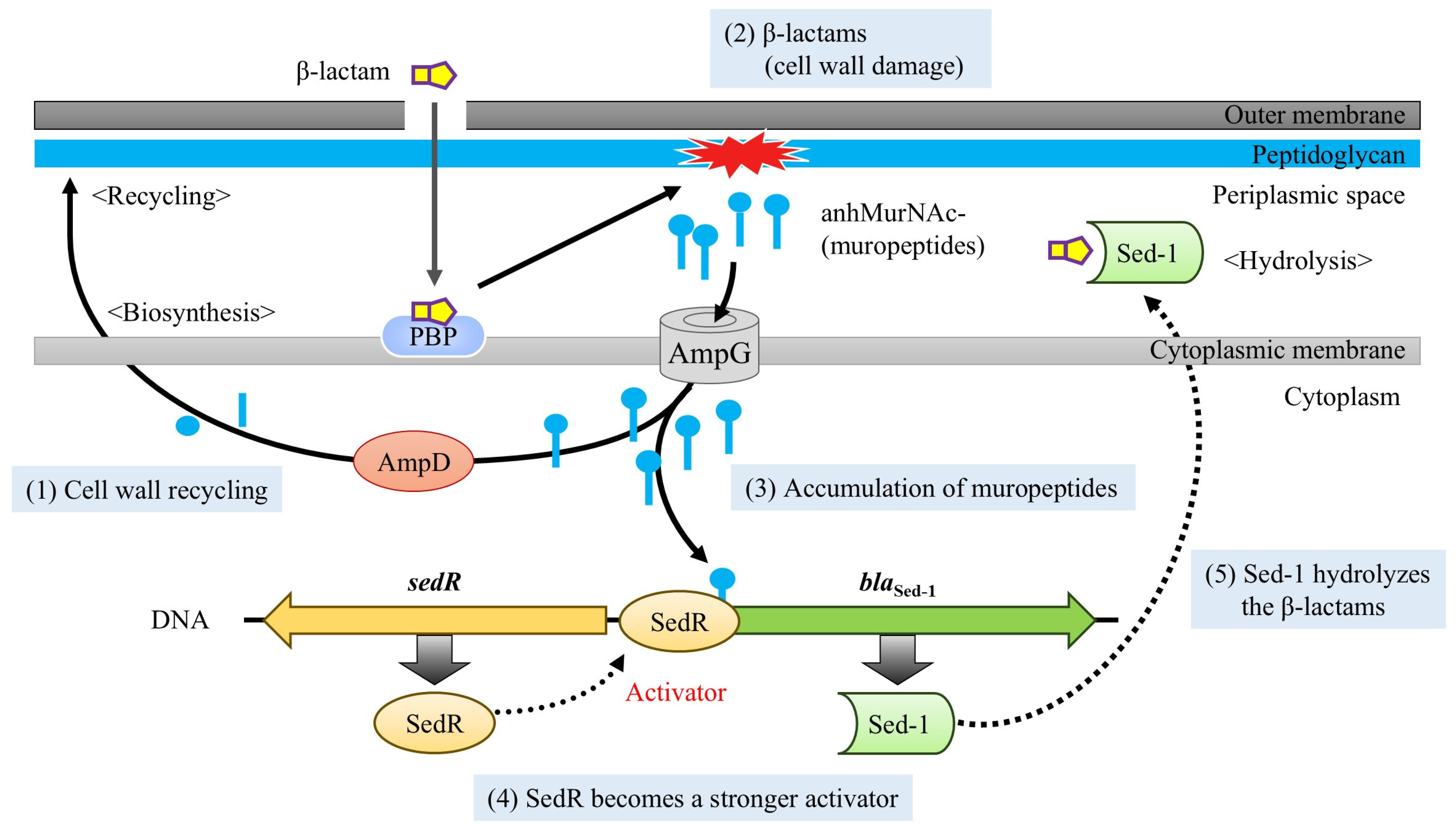 Antibiotics 14 00823 g003