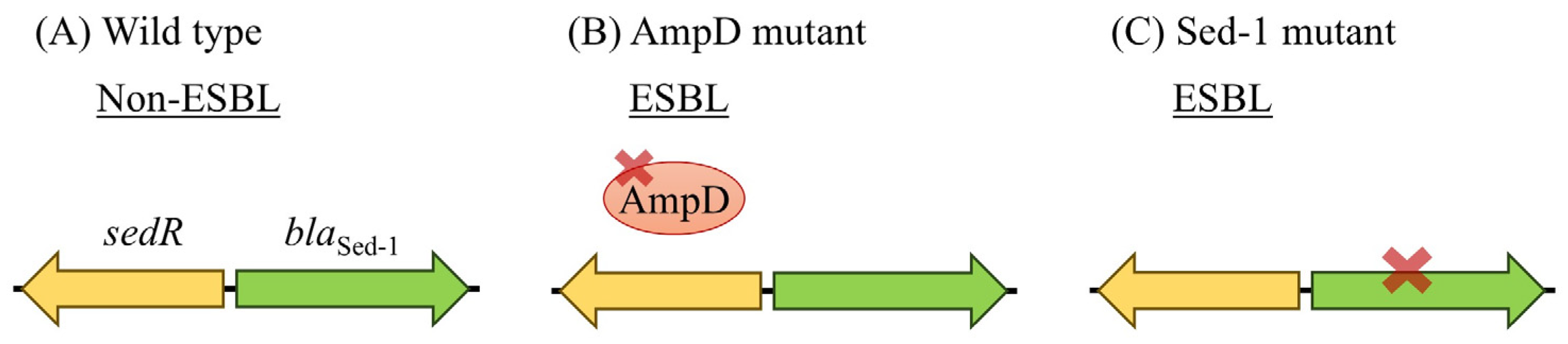 Antibiotics 14 00823 g004
