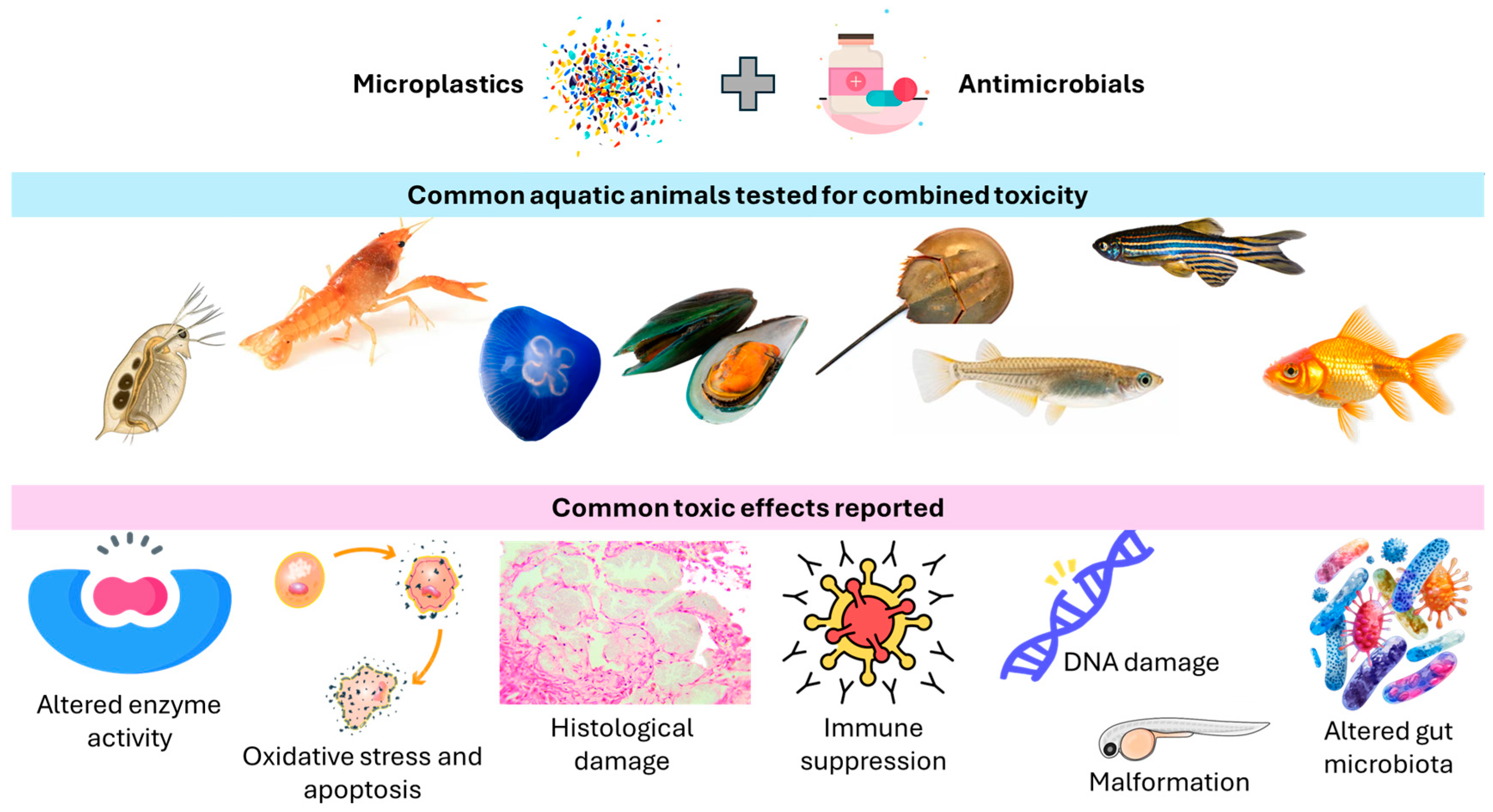 Antibiotics 14 00896 g003