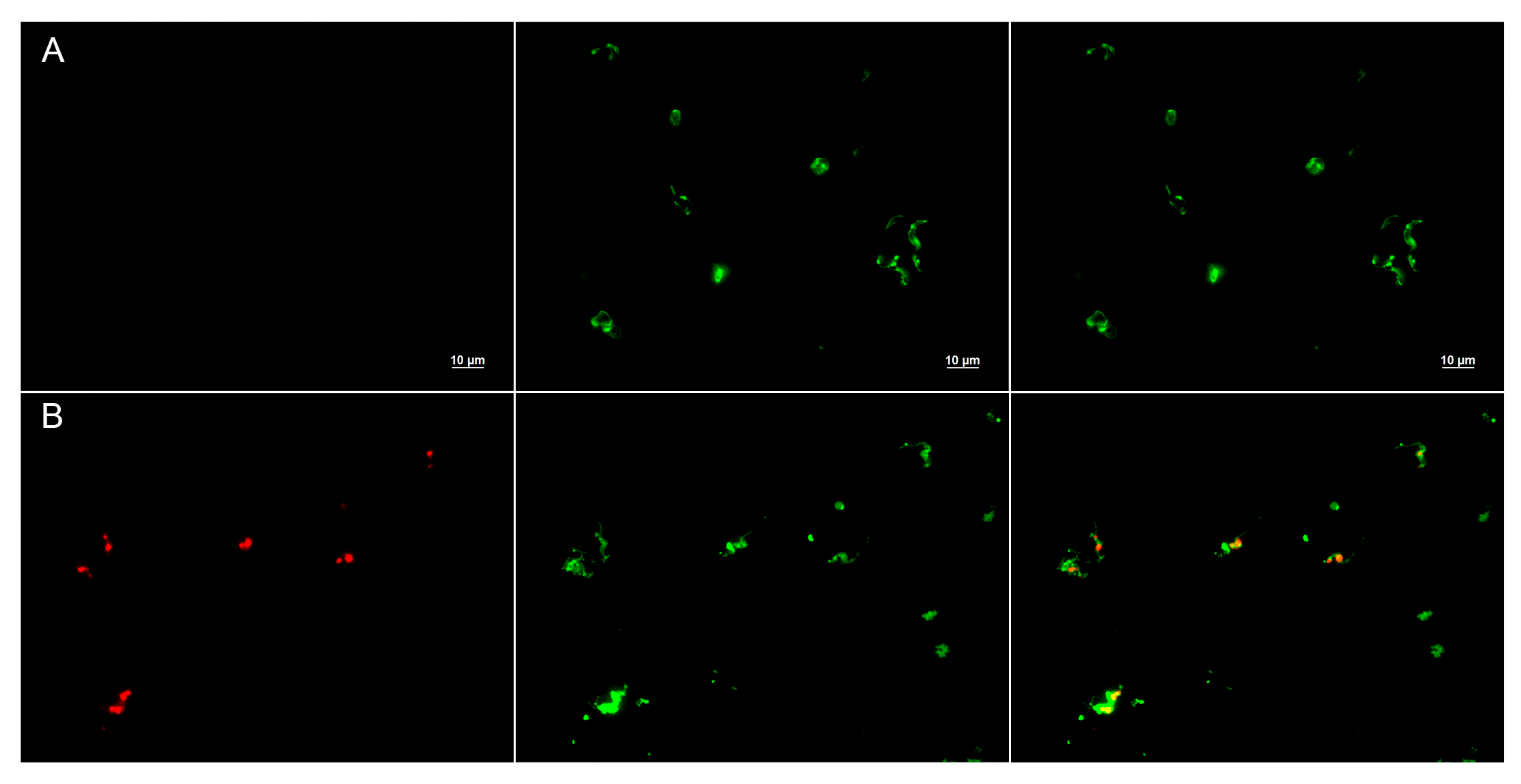 Antibiotics 14 00913 g012