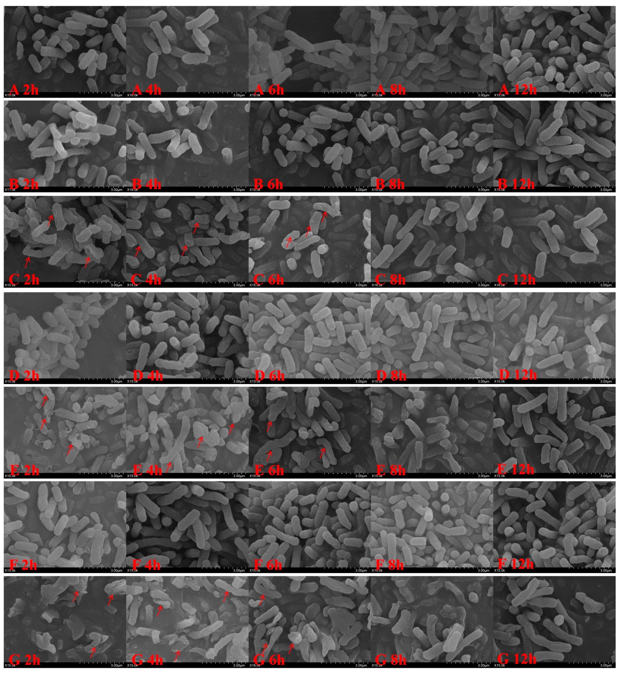 Antibiotics 14 00915 g002