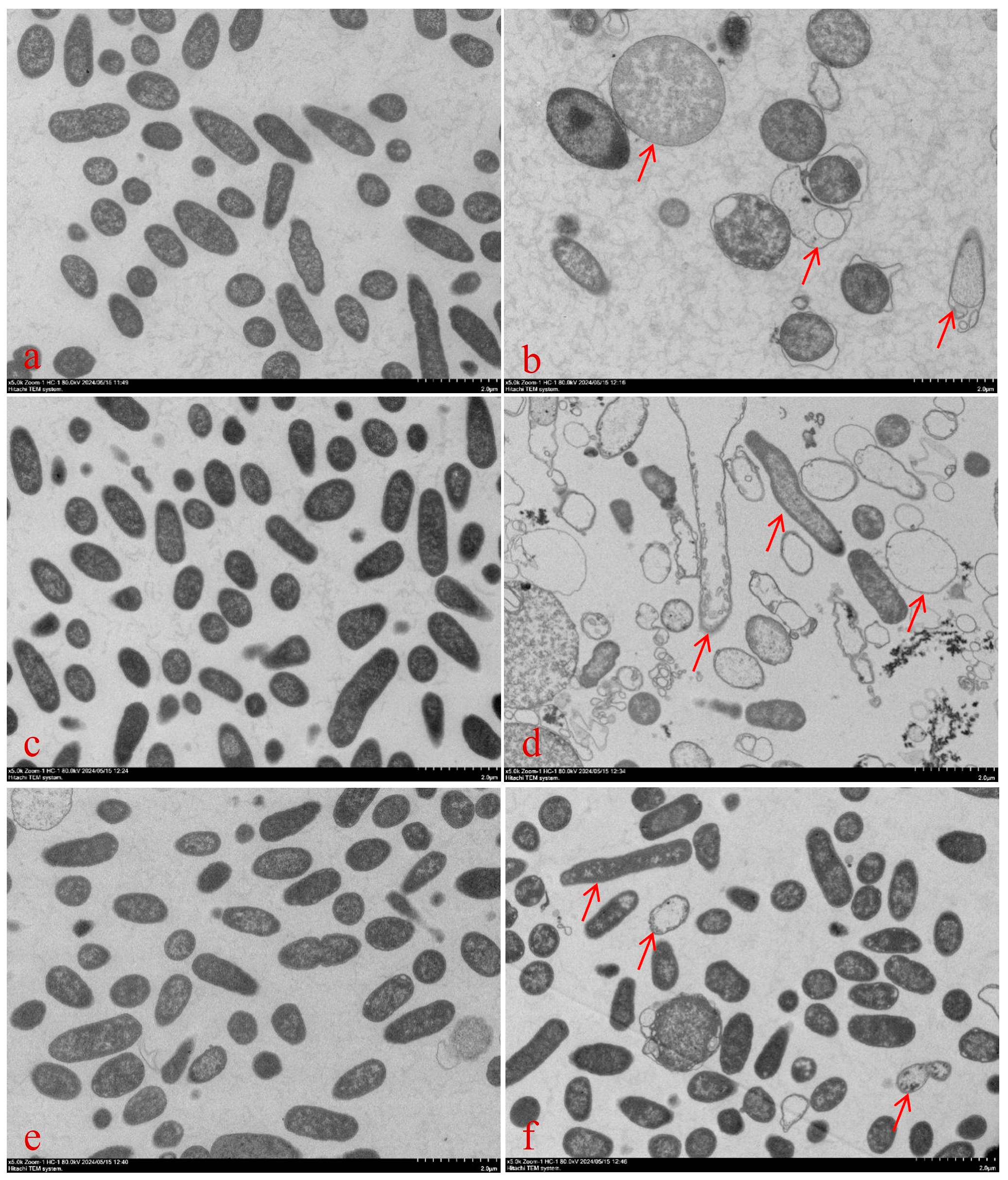 Antibiotics 14 00915 g003