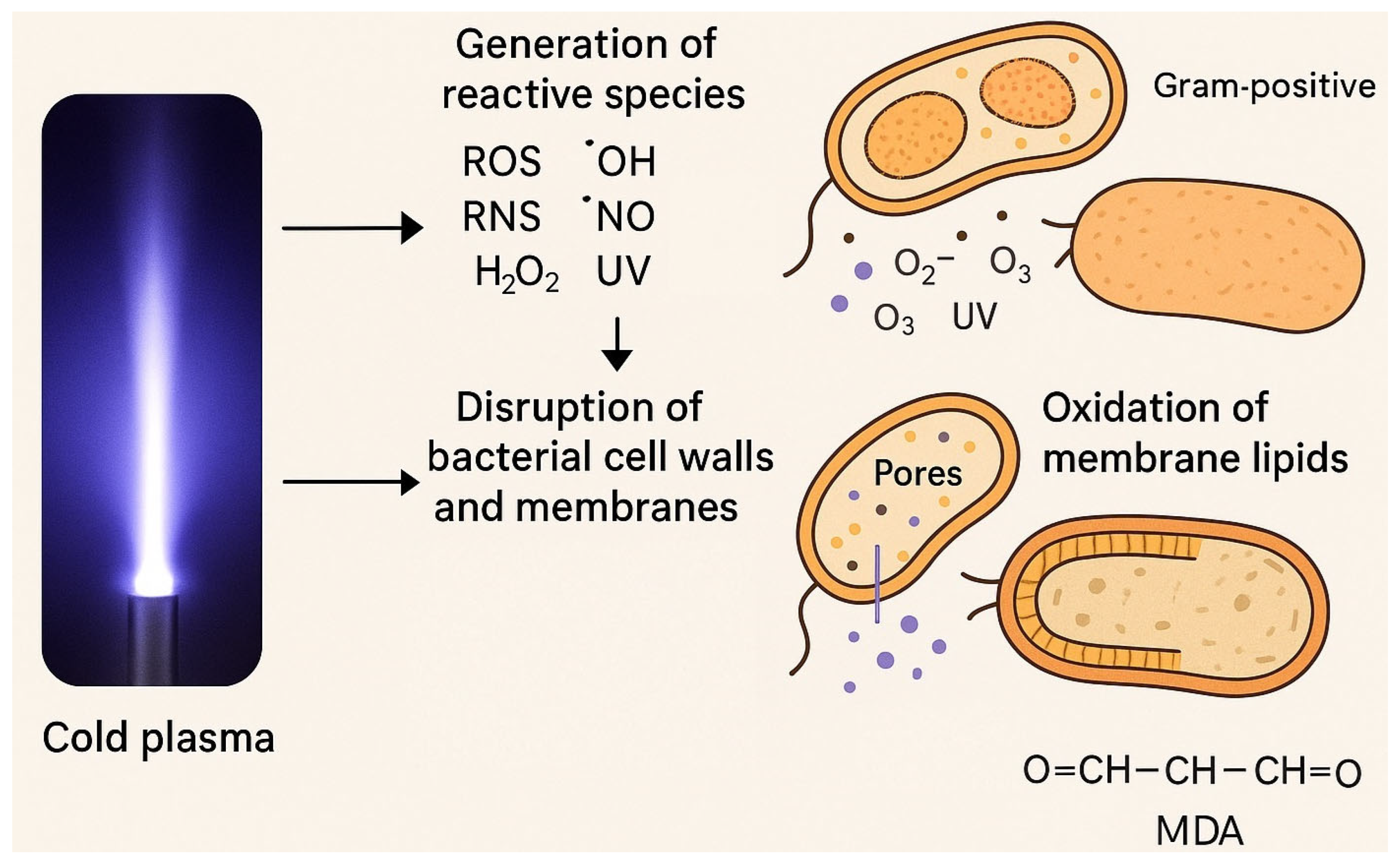 Antibiotics 14 00930 g001