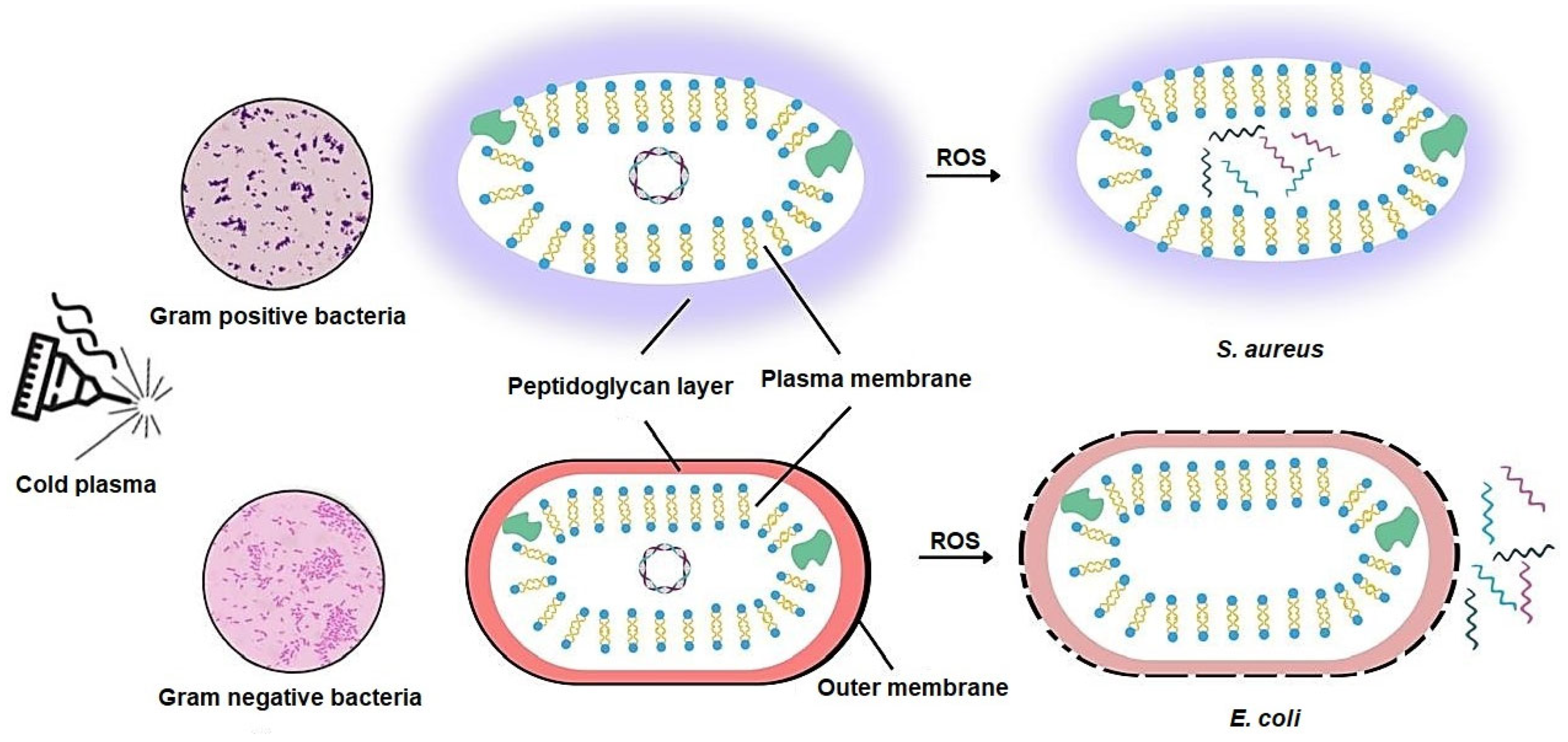 Antibiotics 14 00930 g004