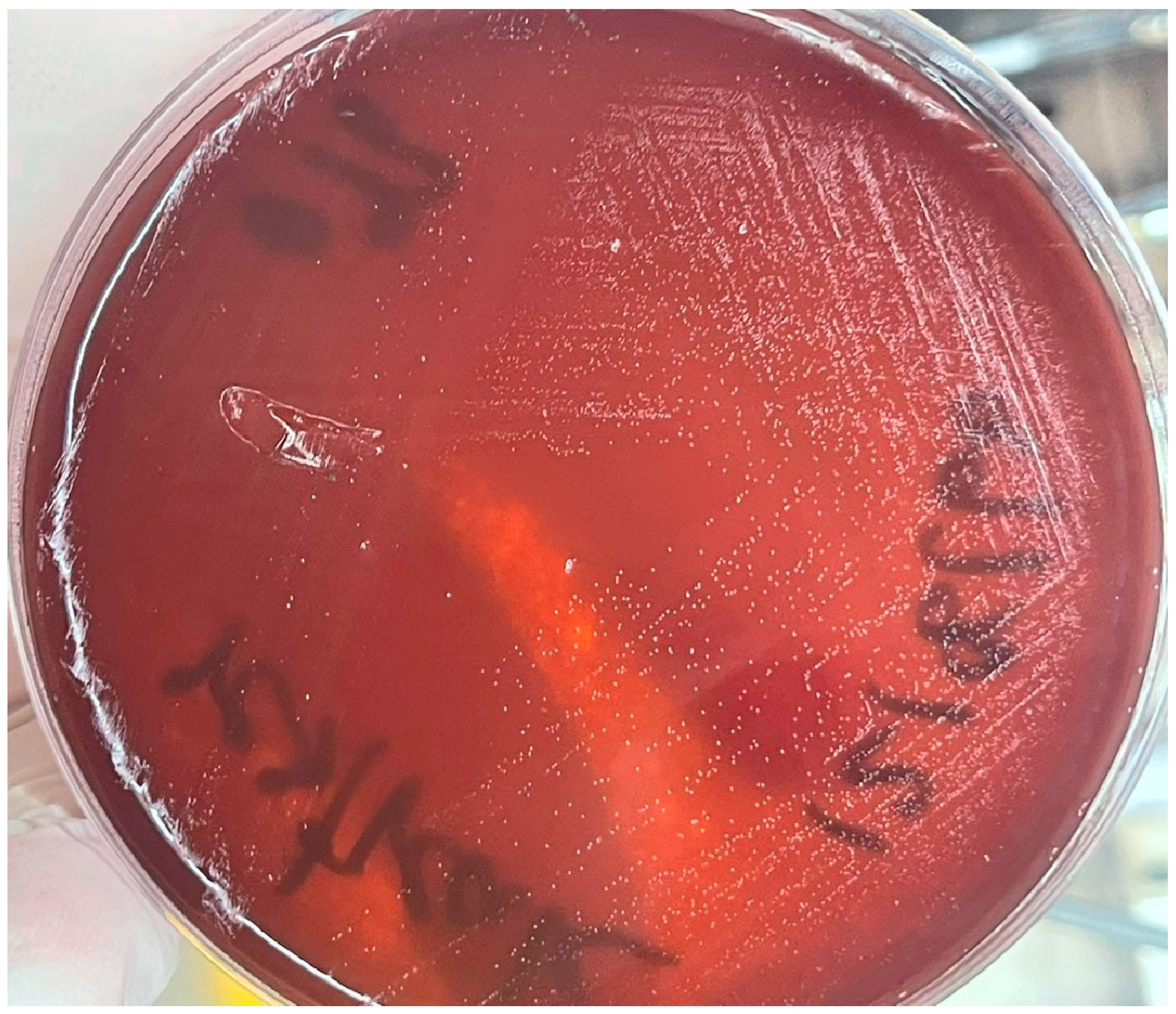 Antibiotics 14 00944 g001