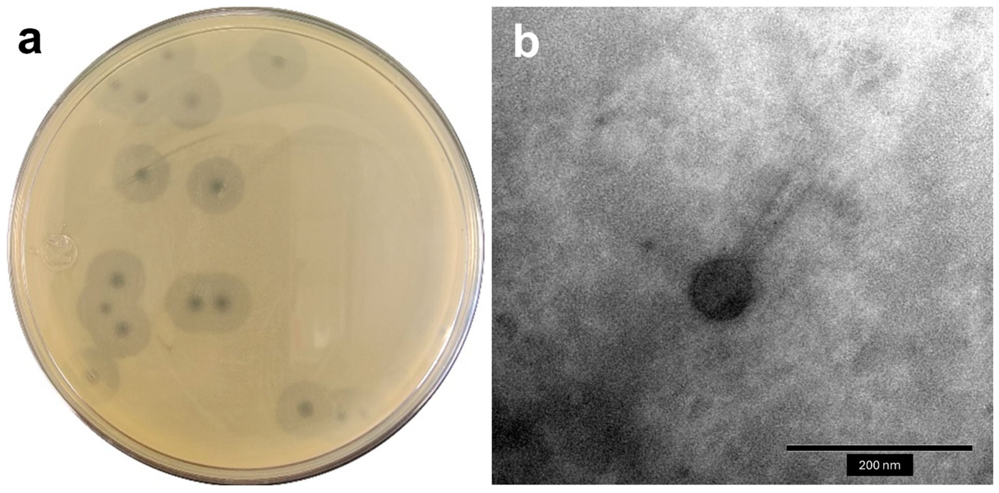 Antibiotics 14 00961 g001