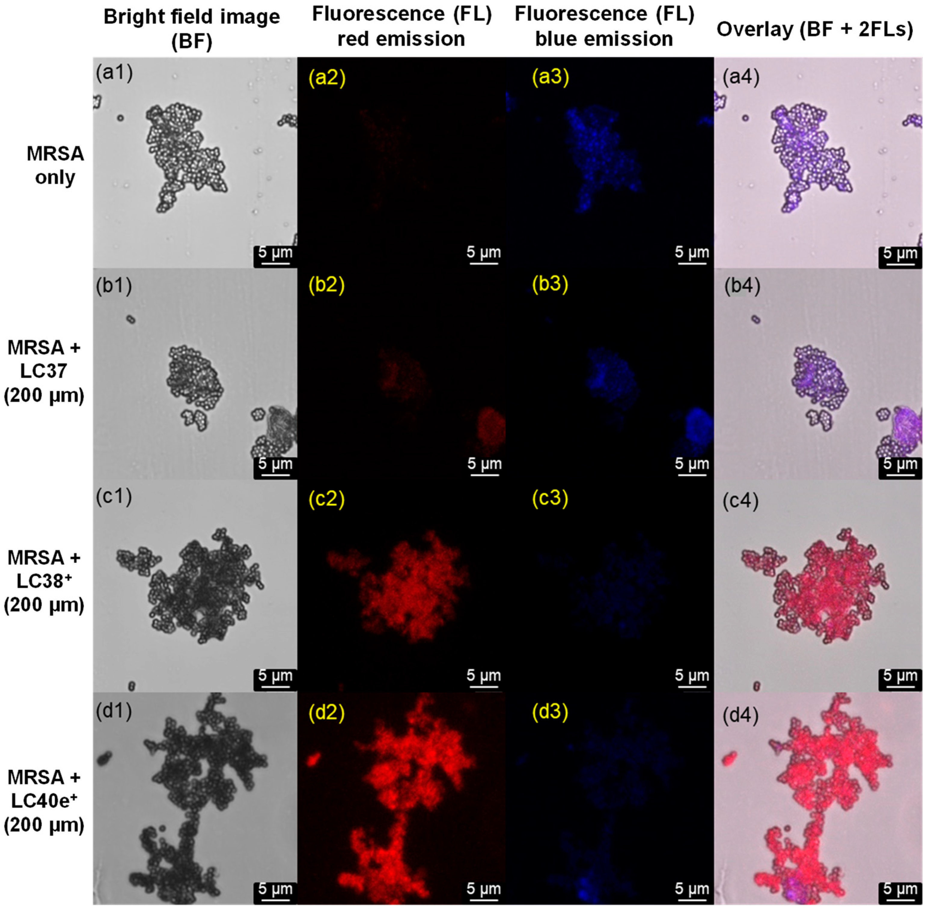 Antibiotics 14 00978 g004 Antibiotics 14 00978 g004