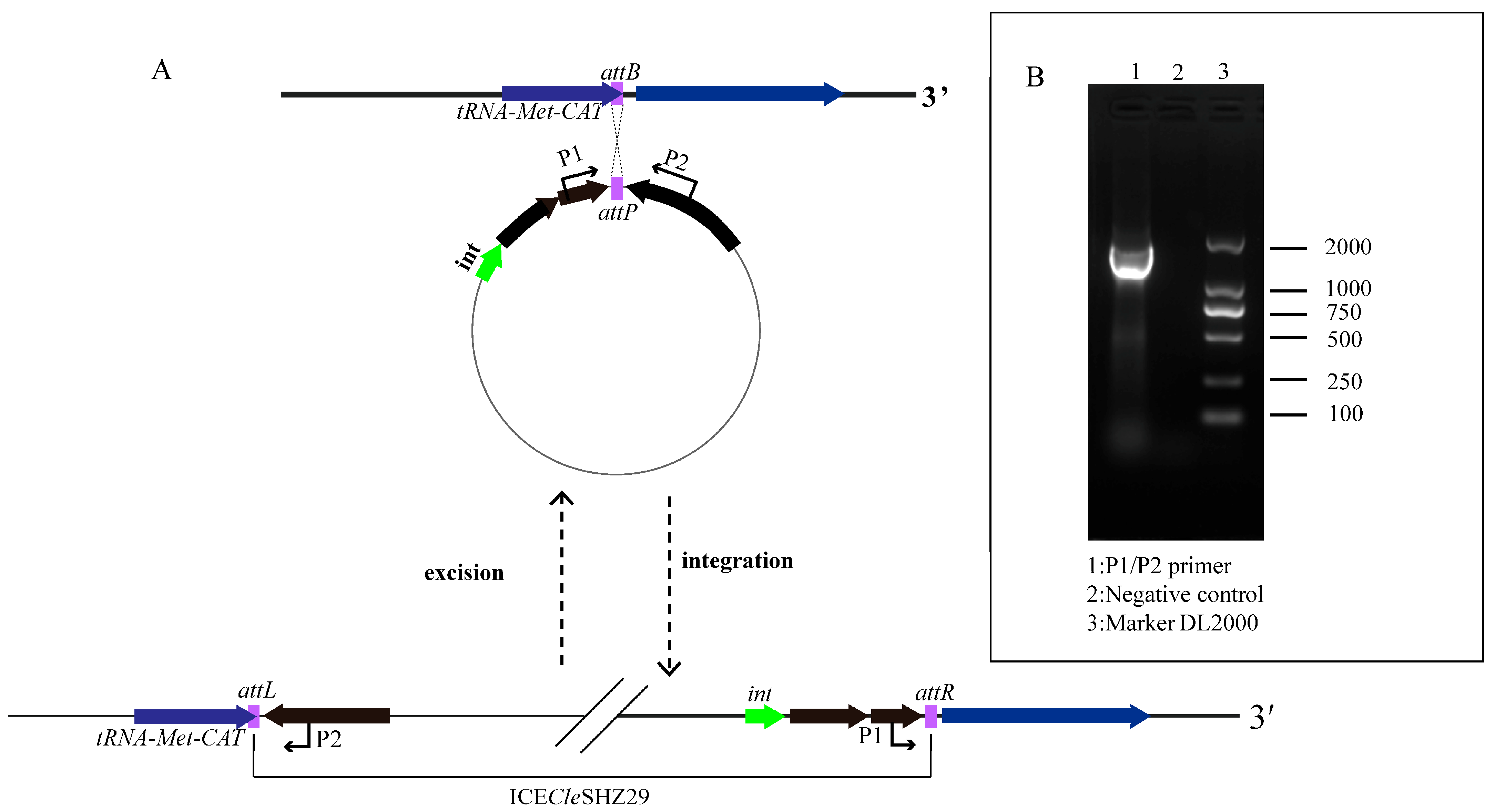 Antibiotics 14 01002 g004 Antibiotics 14 01002 g004