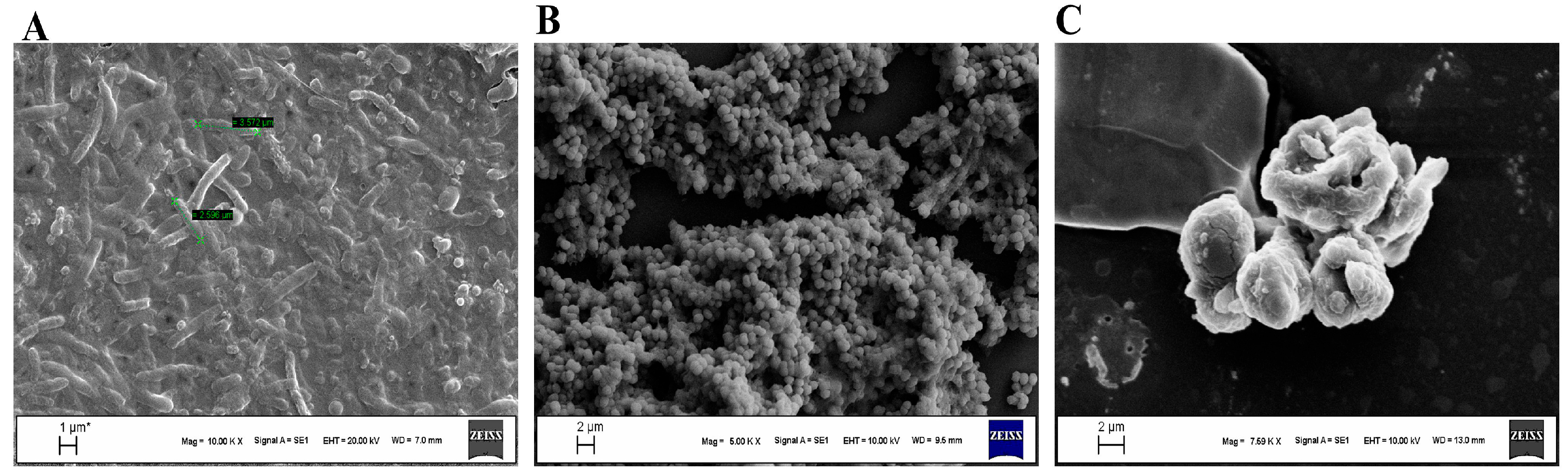 Antibiotics 14 01003 g005