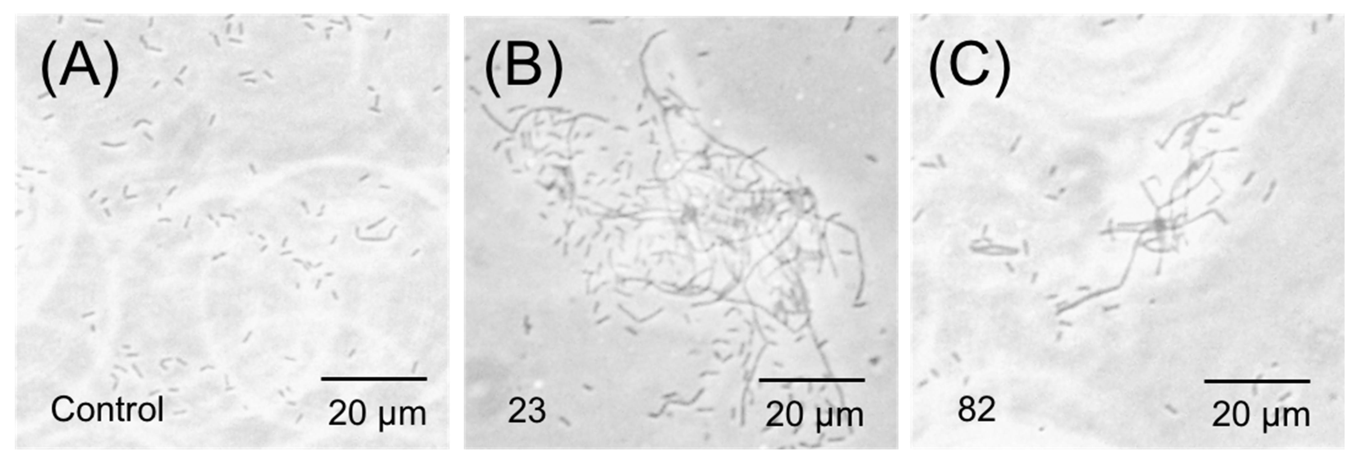 Antibiotics 14 01014 g006