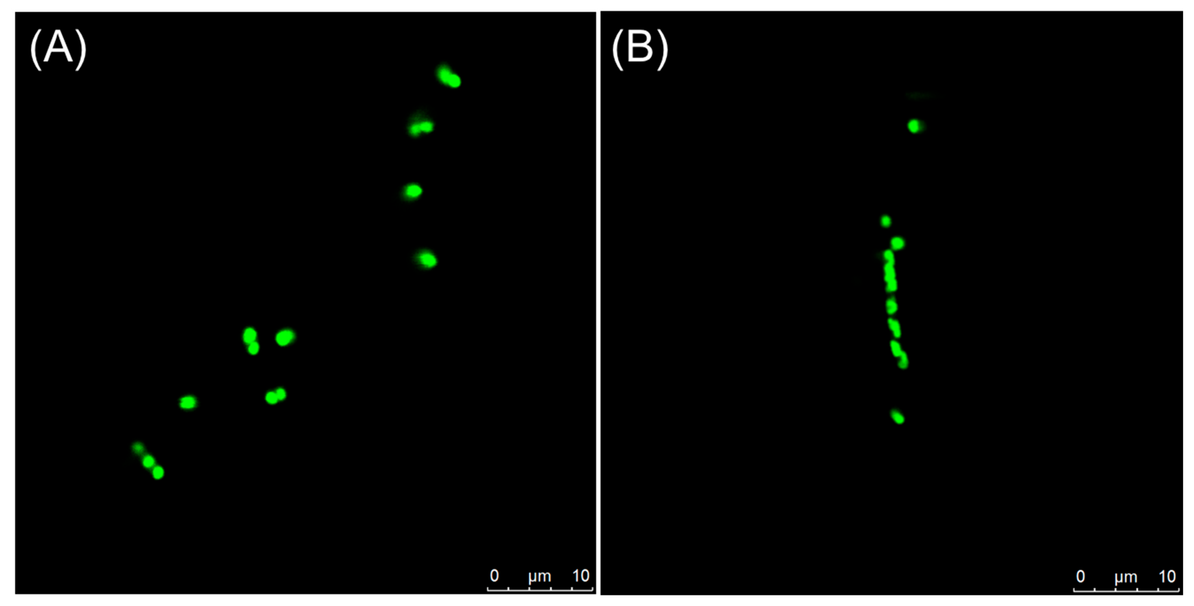 Antibiotics 14 01014 g007