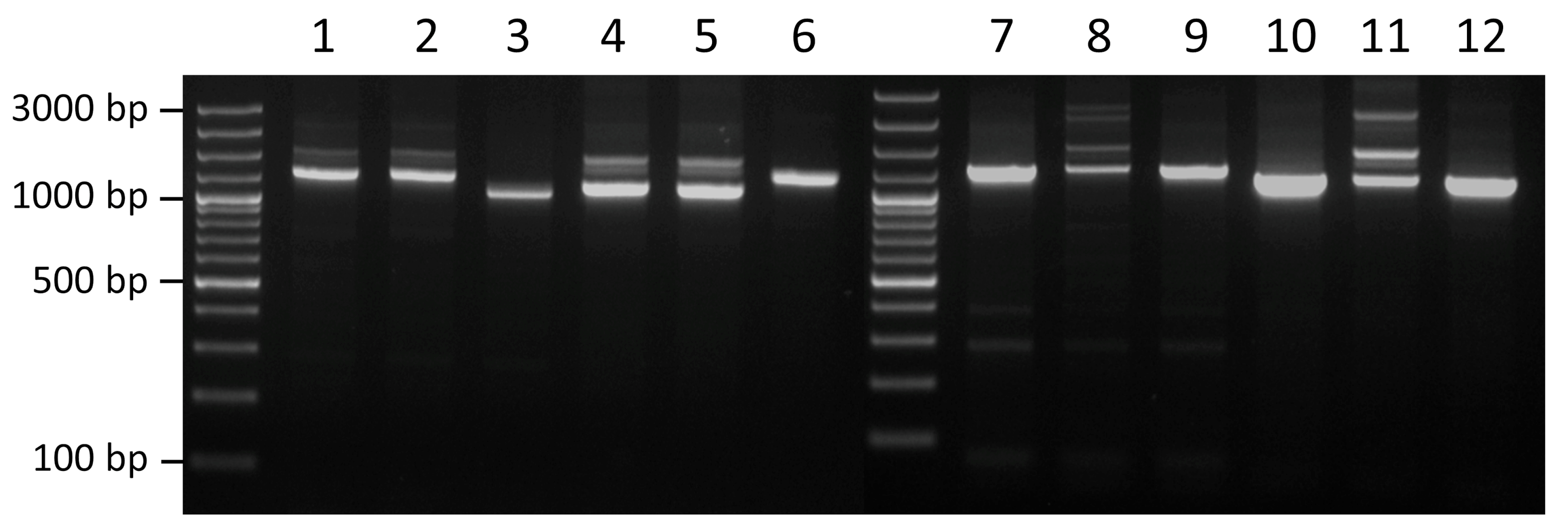 Antibiotics 14 01021 g004