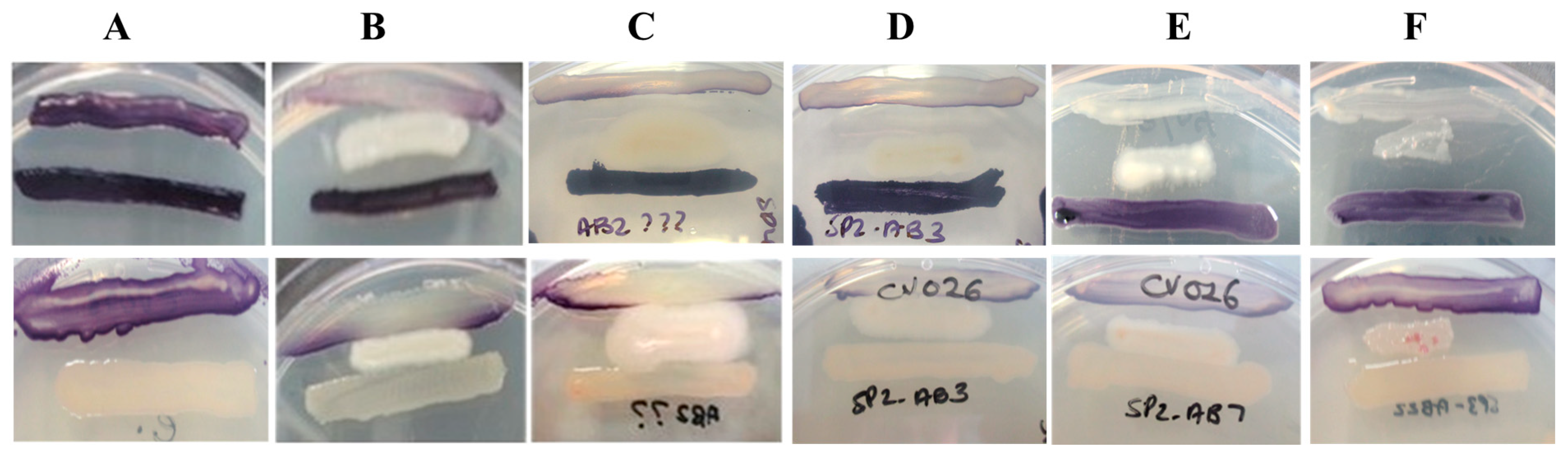 Antibiotics 14 01035 g001