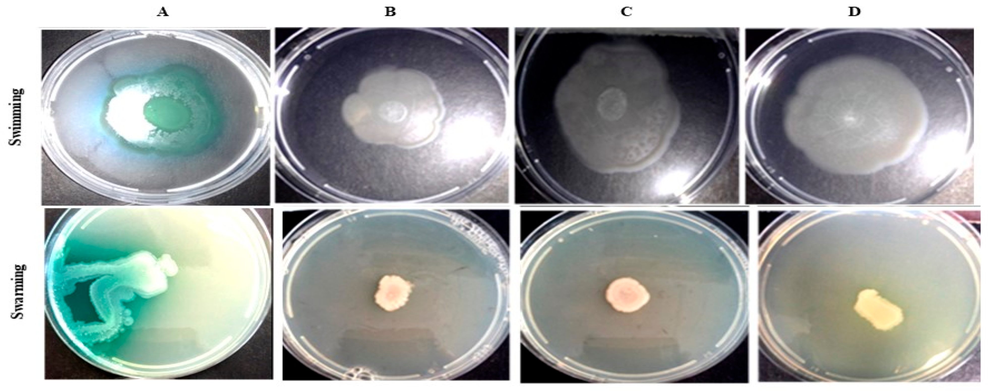 Antibiotics 14 01035 g004