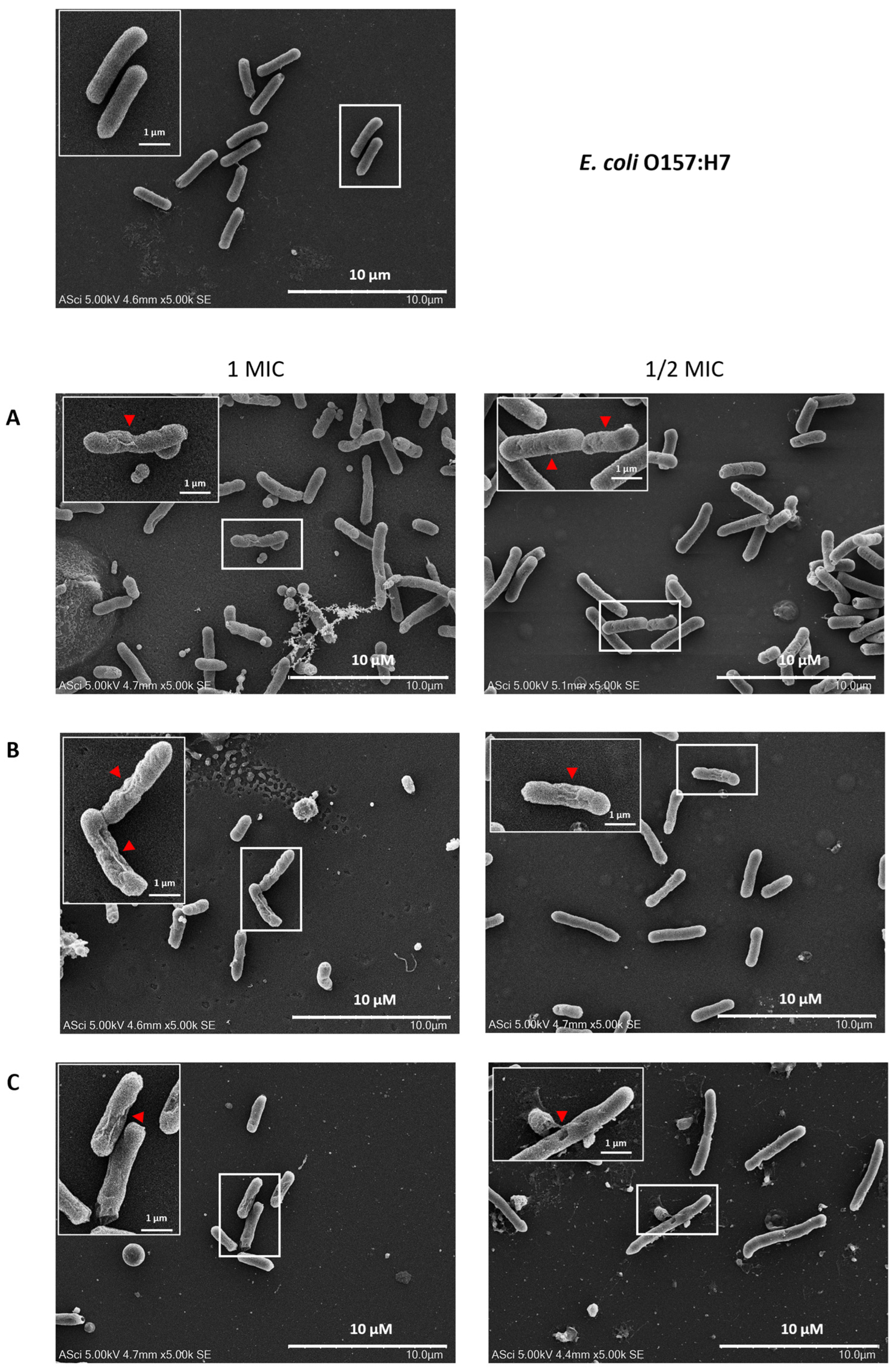 Antibiotics 14 01038 g010