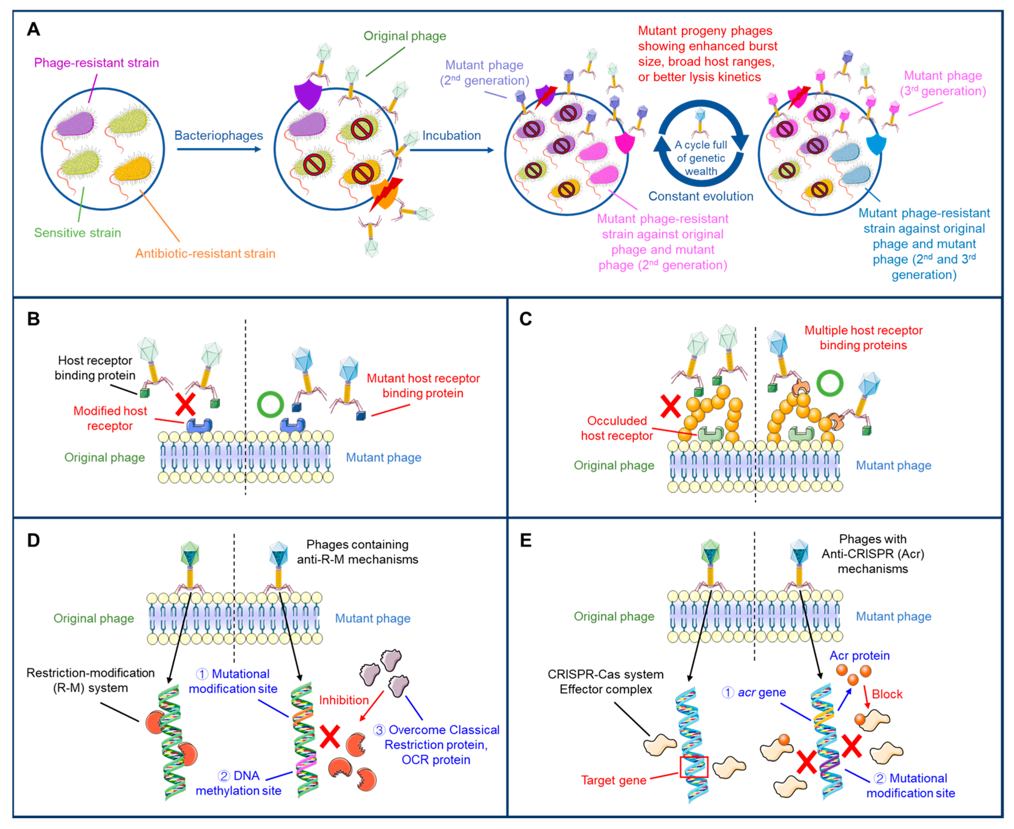 Antibiotics 14 01040 g001 Antibiotics 14 01040 g001