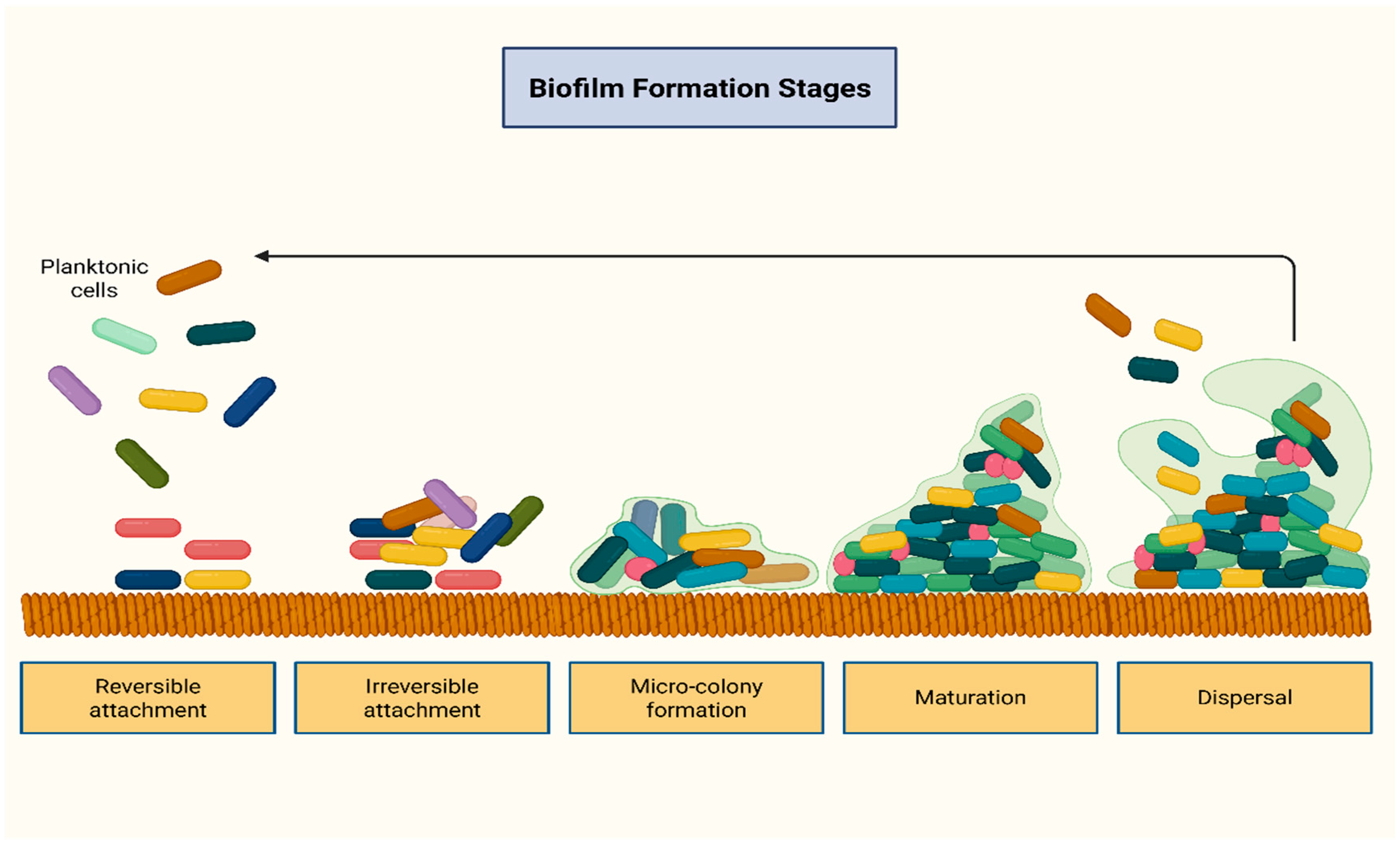 Antibiotics 14 01042 g002 Antibiotics 14 01042 g002
