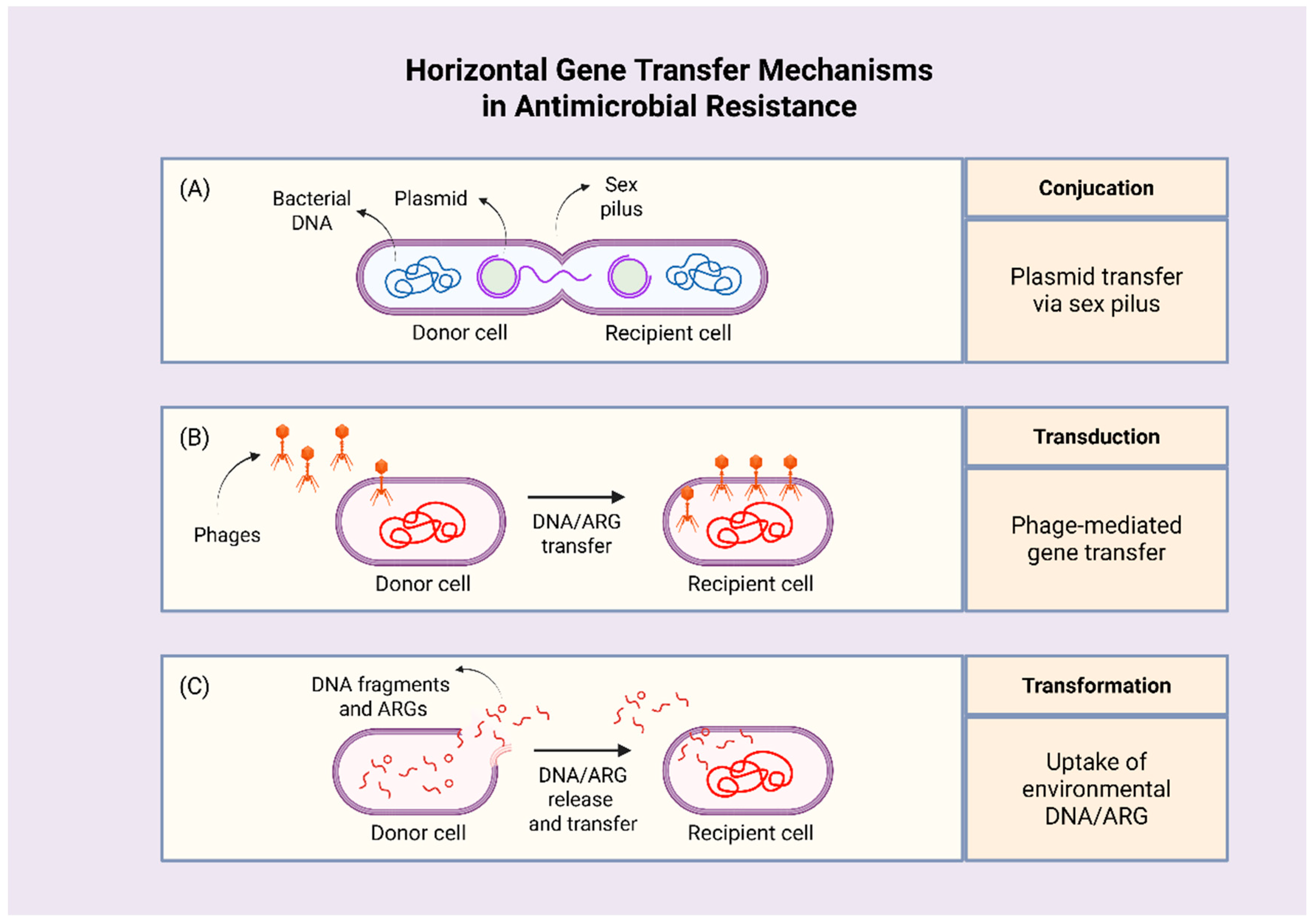Antibiotics 14 01042 g003 Antibiotics 14 01042 g003