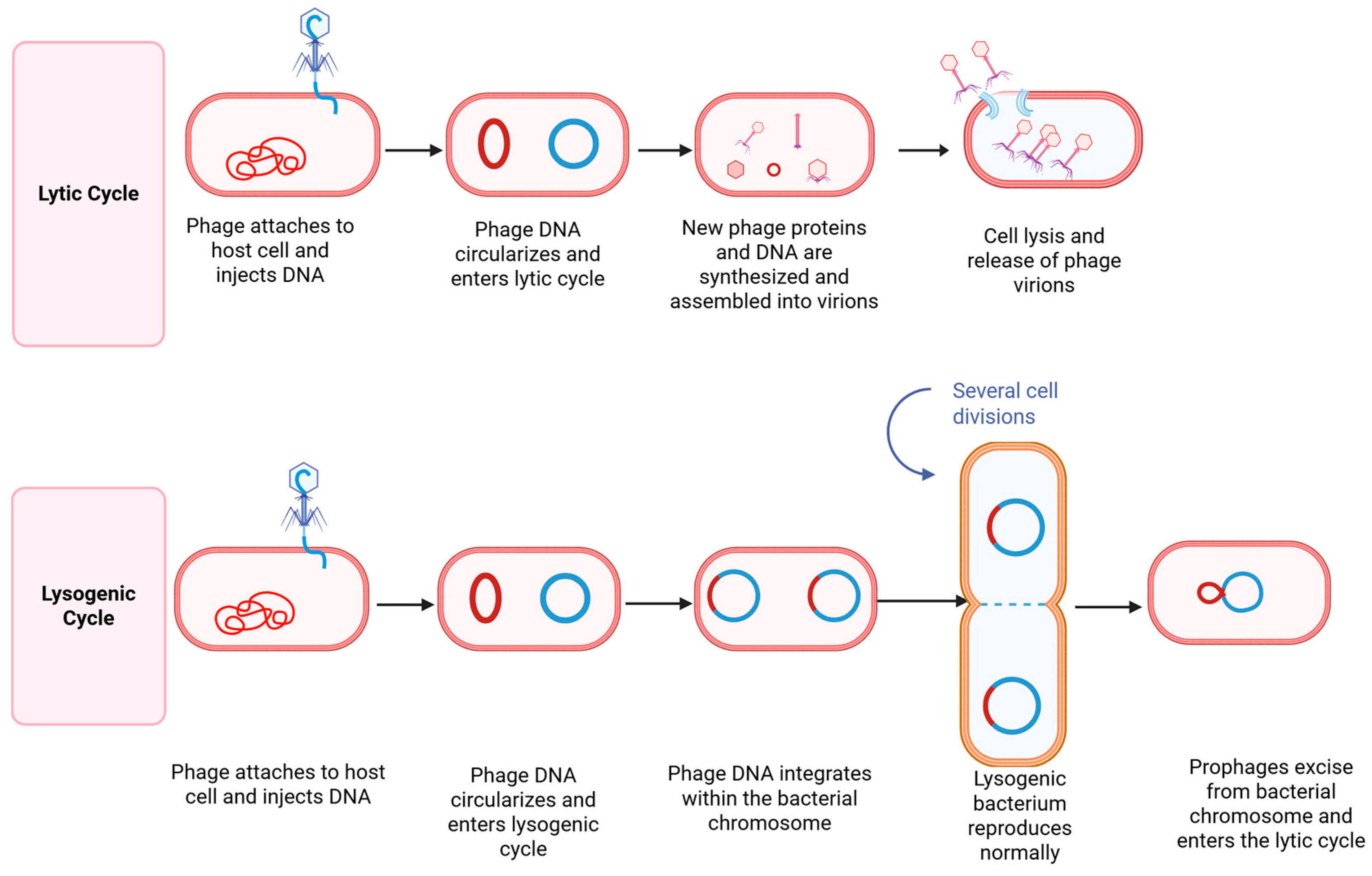 Antibiotics 14 01054 g003
