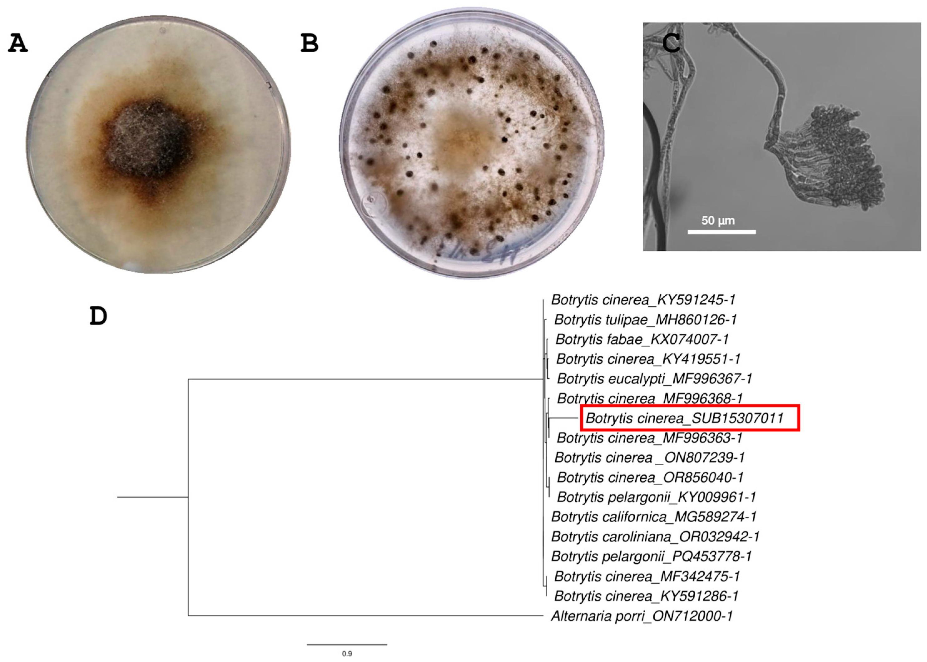 Antibiotics 14 01099 g001