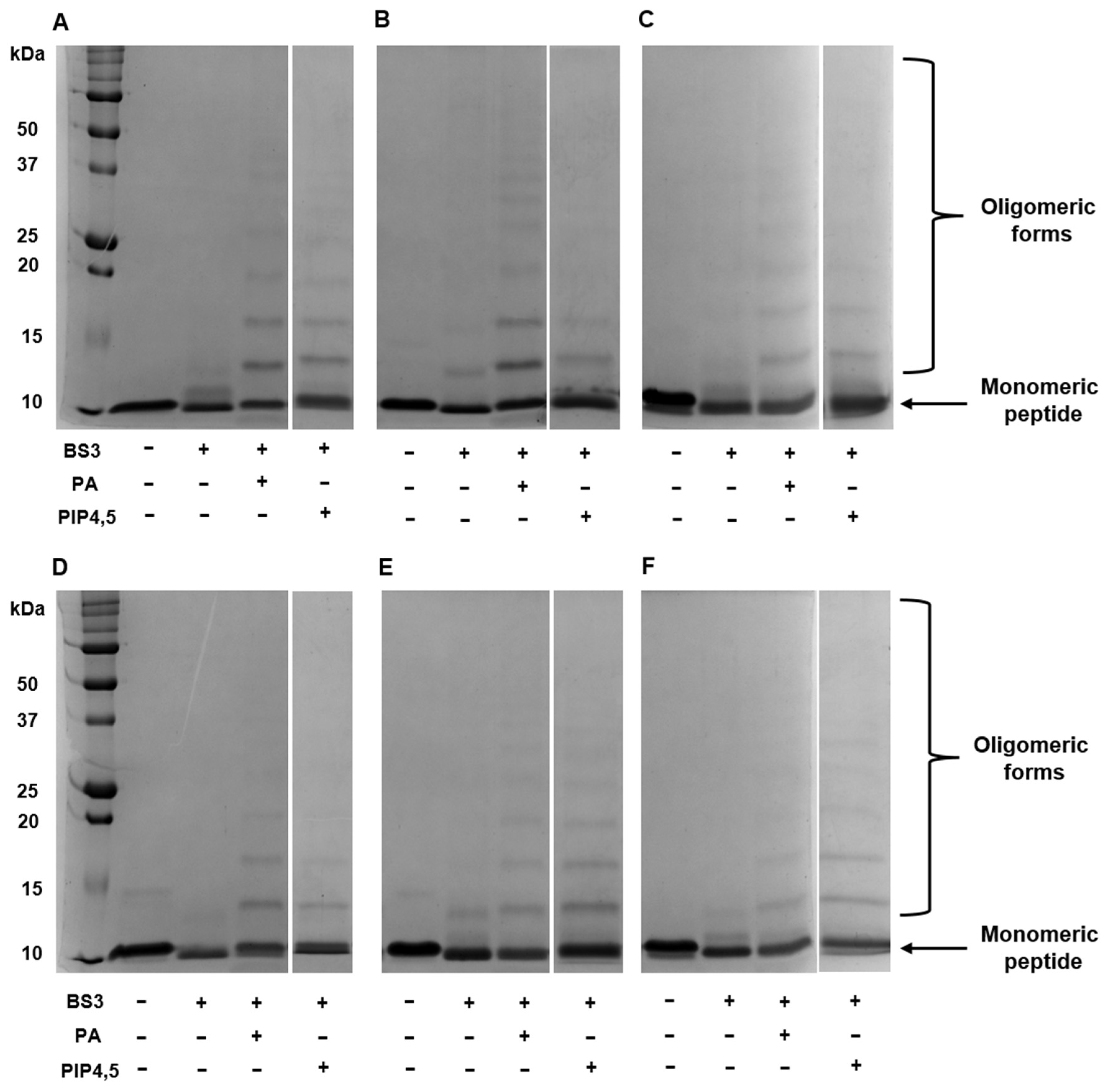 Antibiotics 14 01129 g004