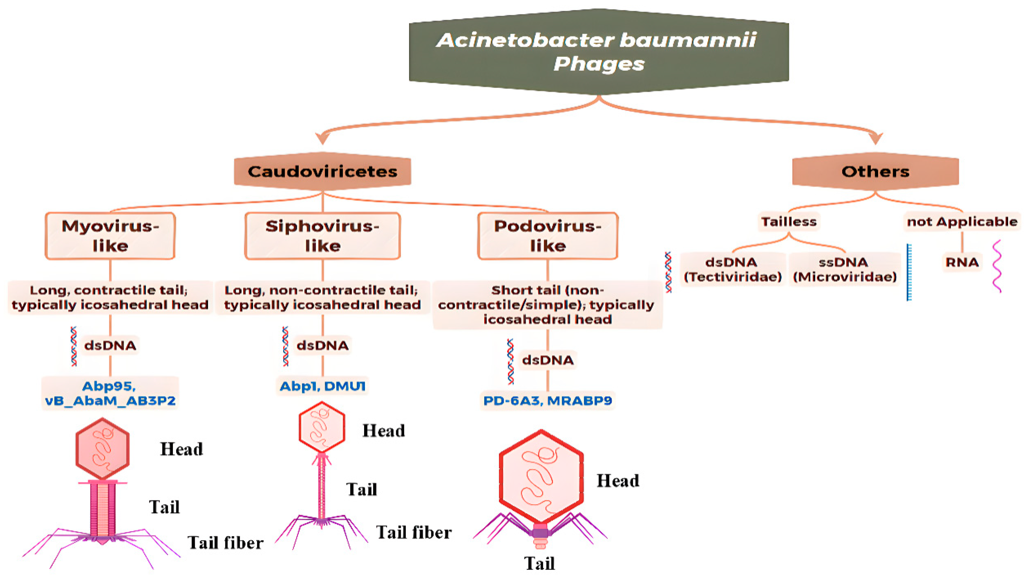 Antibiotics 14 01134 g001