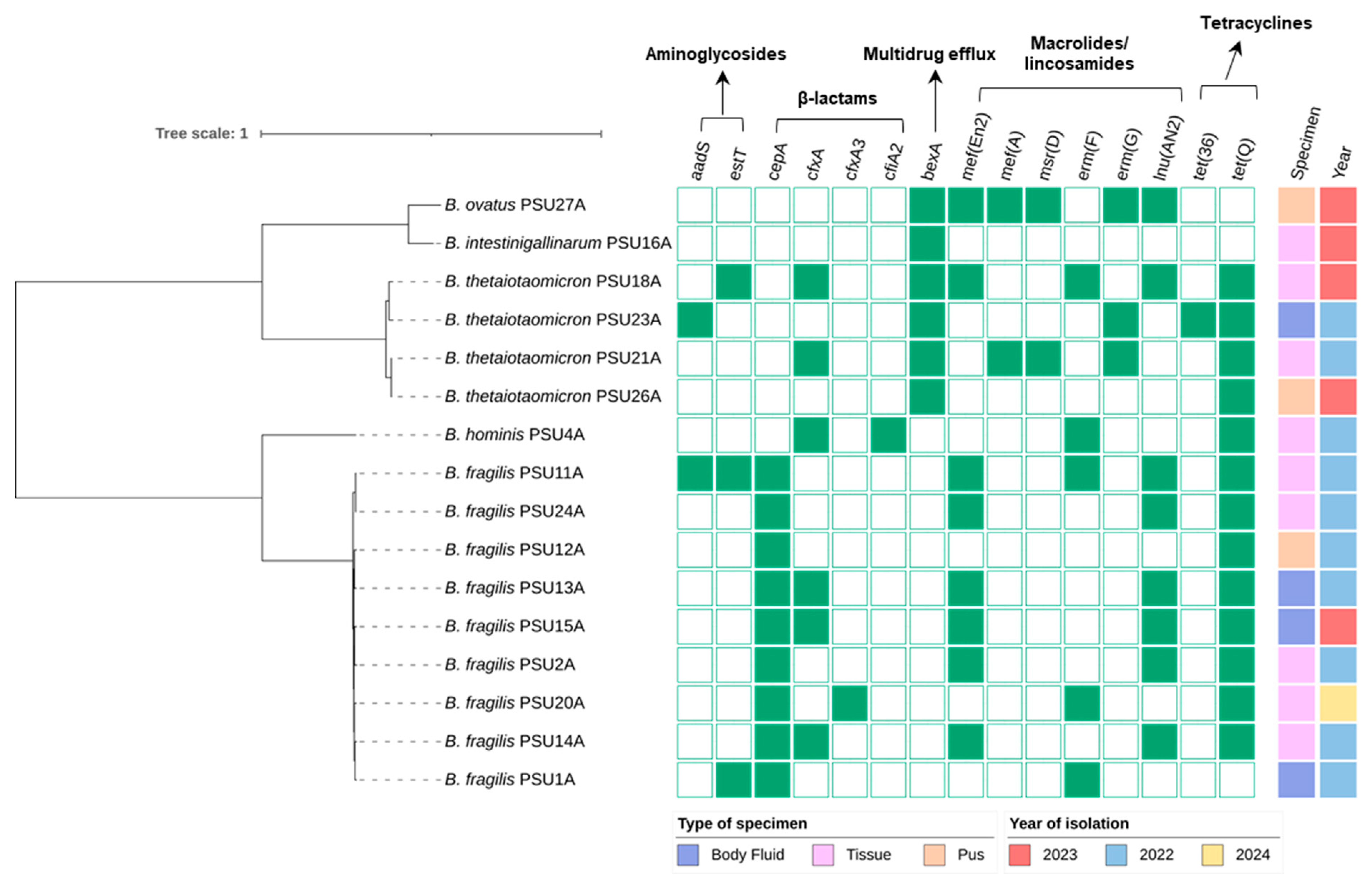 Antibiotics 14 01143 g002