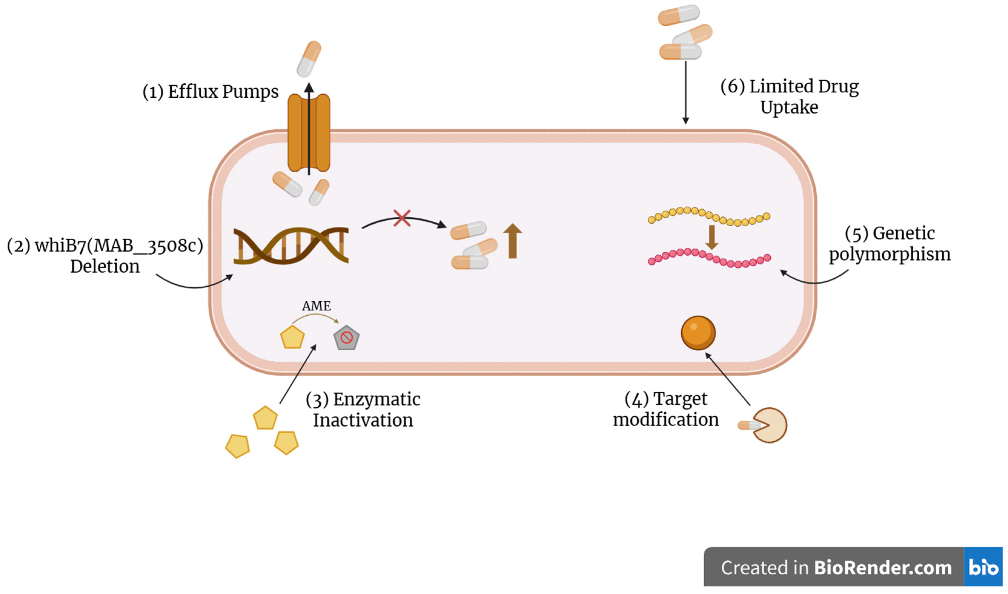 Antibiotics 14 01189 g002