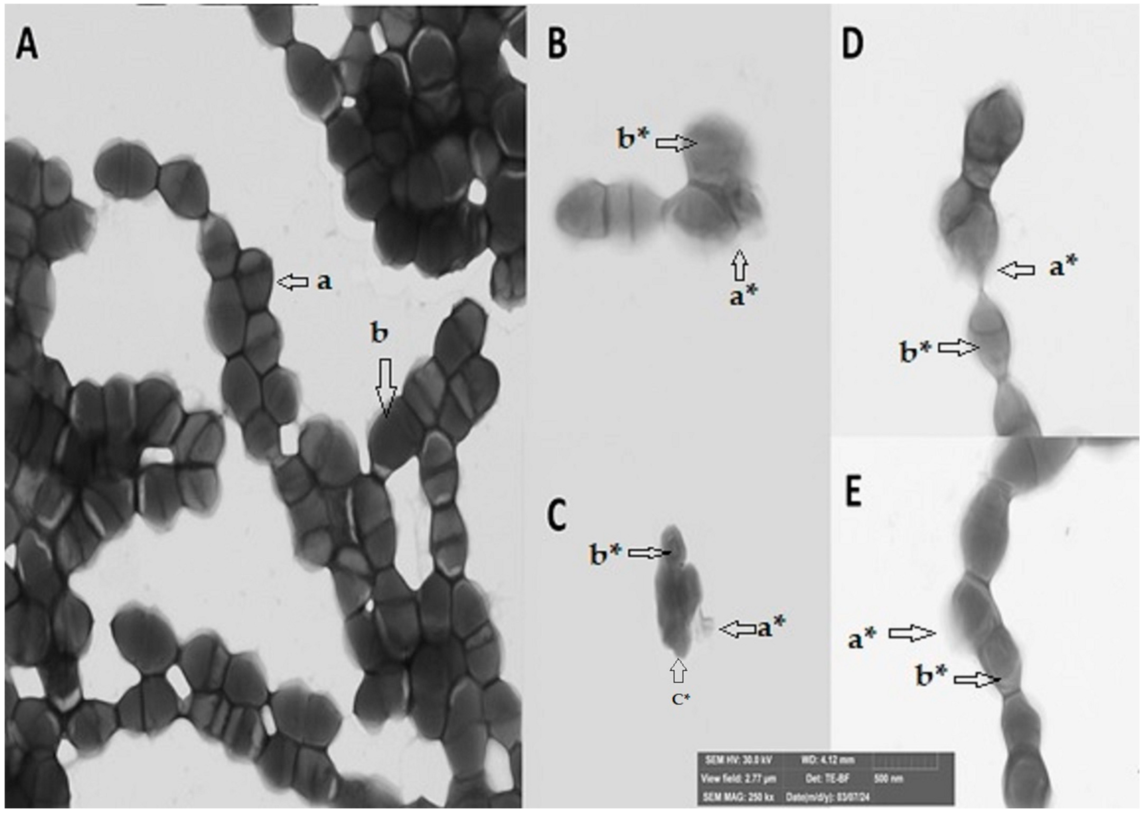 Antibiotics 14 01202 g001