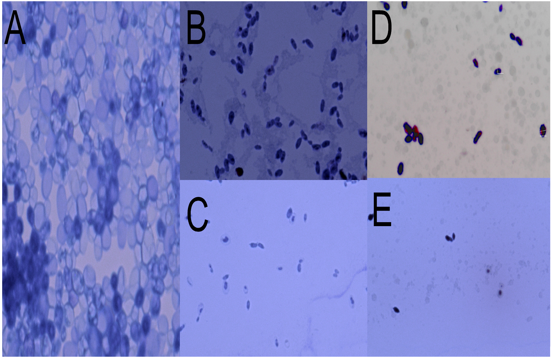 Antibiotics 14 01202 g003