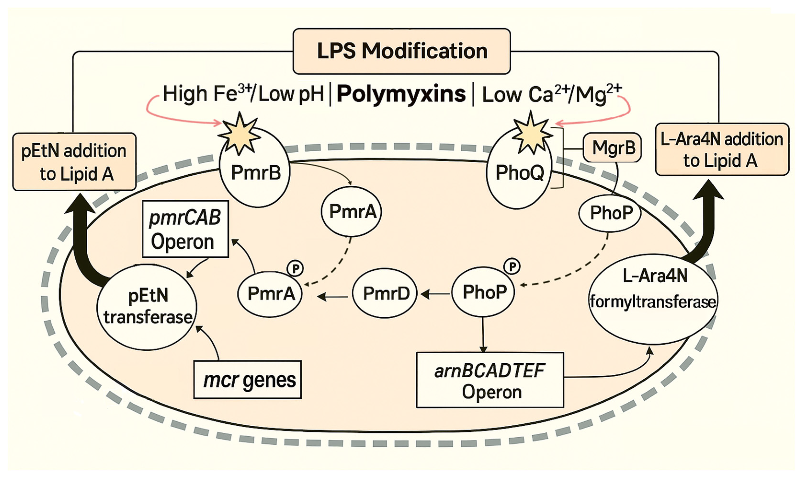 Antibiotics 14 01213 g001