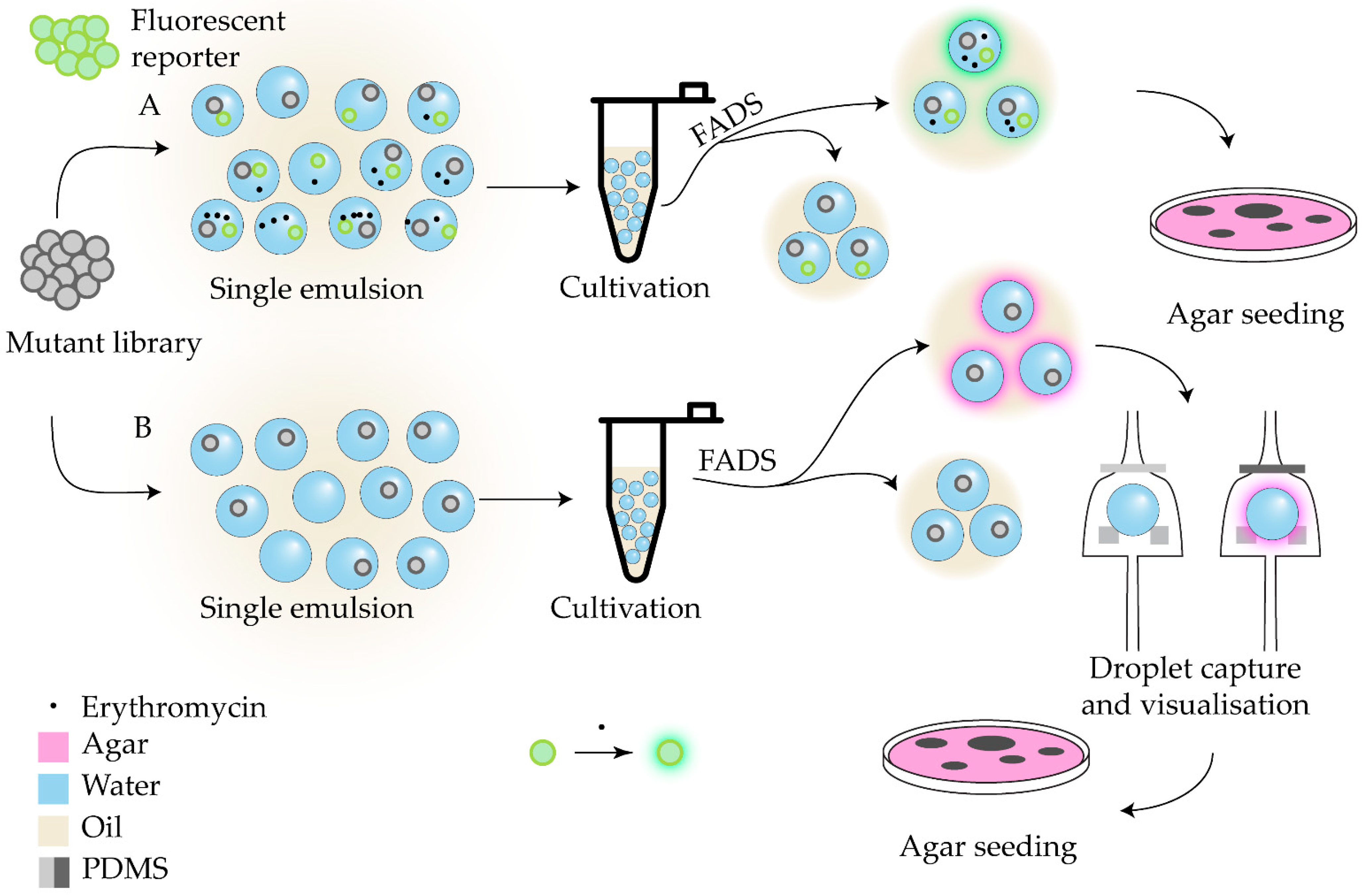 Antibiotics 14 01232 g003 Antibiotics 14 01232 g003
