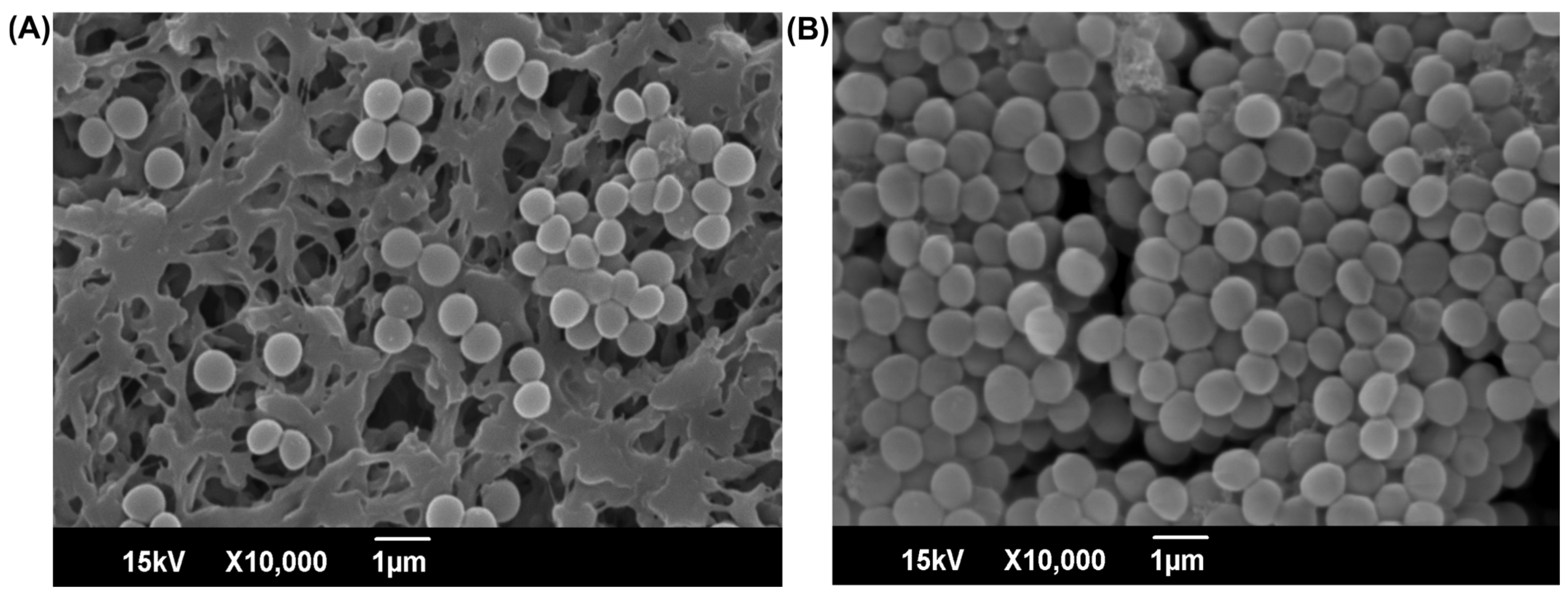 Antibiotics 14 01240 g003