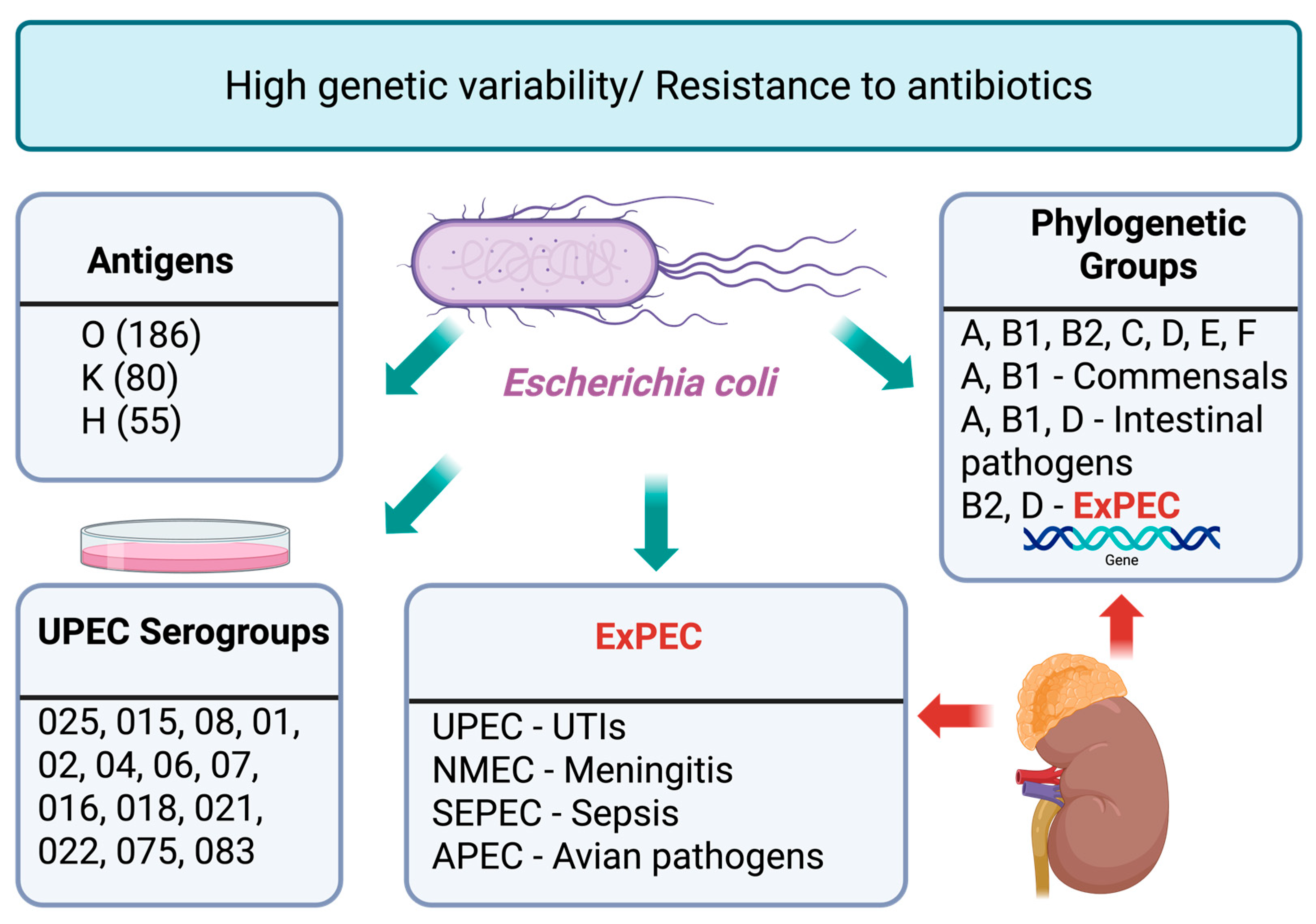 Antibiotics 14 01242 g002 Antibiotics 14 01242 g002