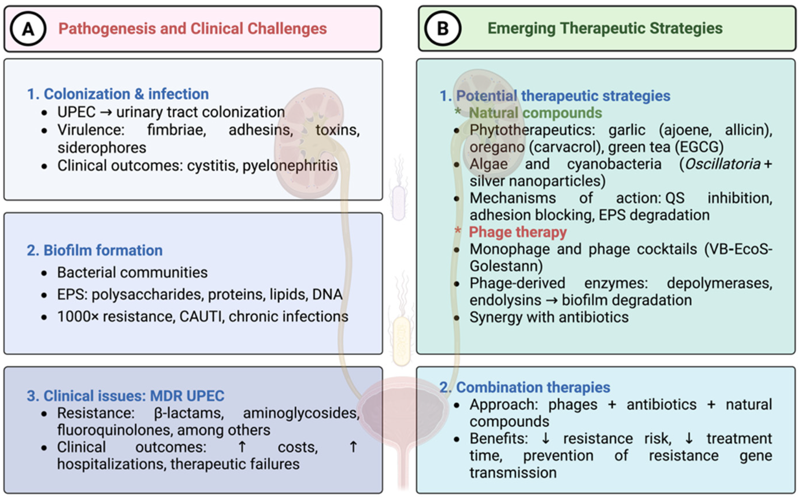 Antibiotics 14 01242 g003 Antibiotics 14 01242 g003