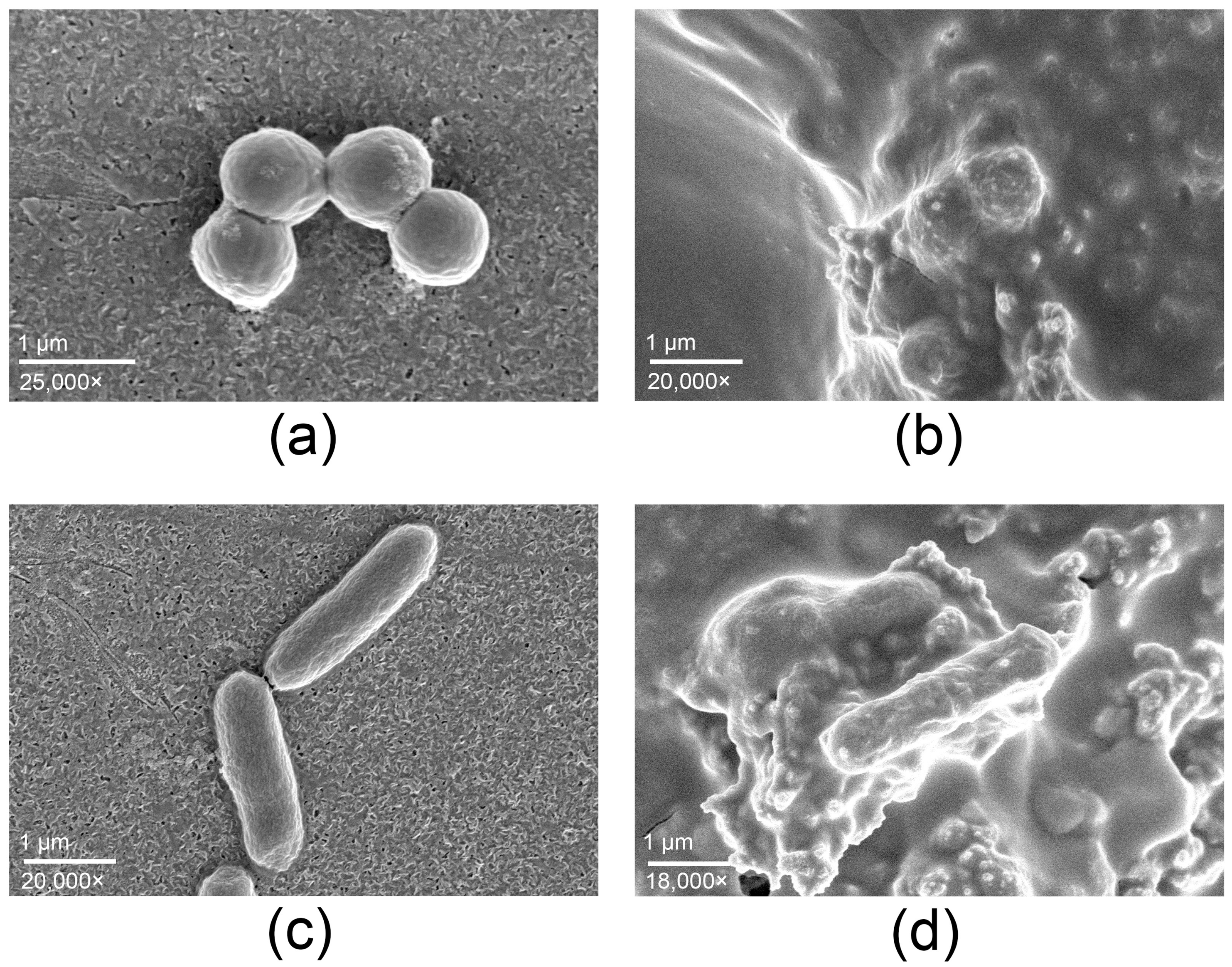 Antibiotics 14 01262 g003