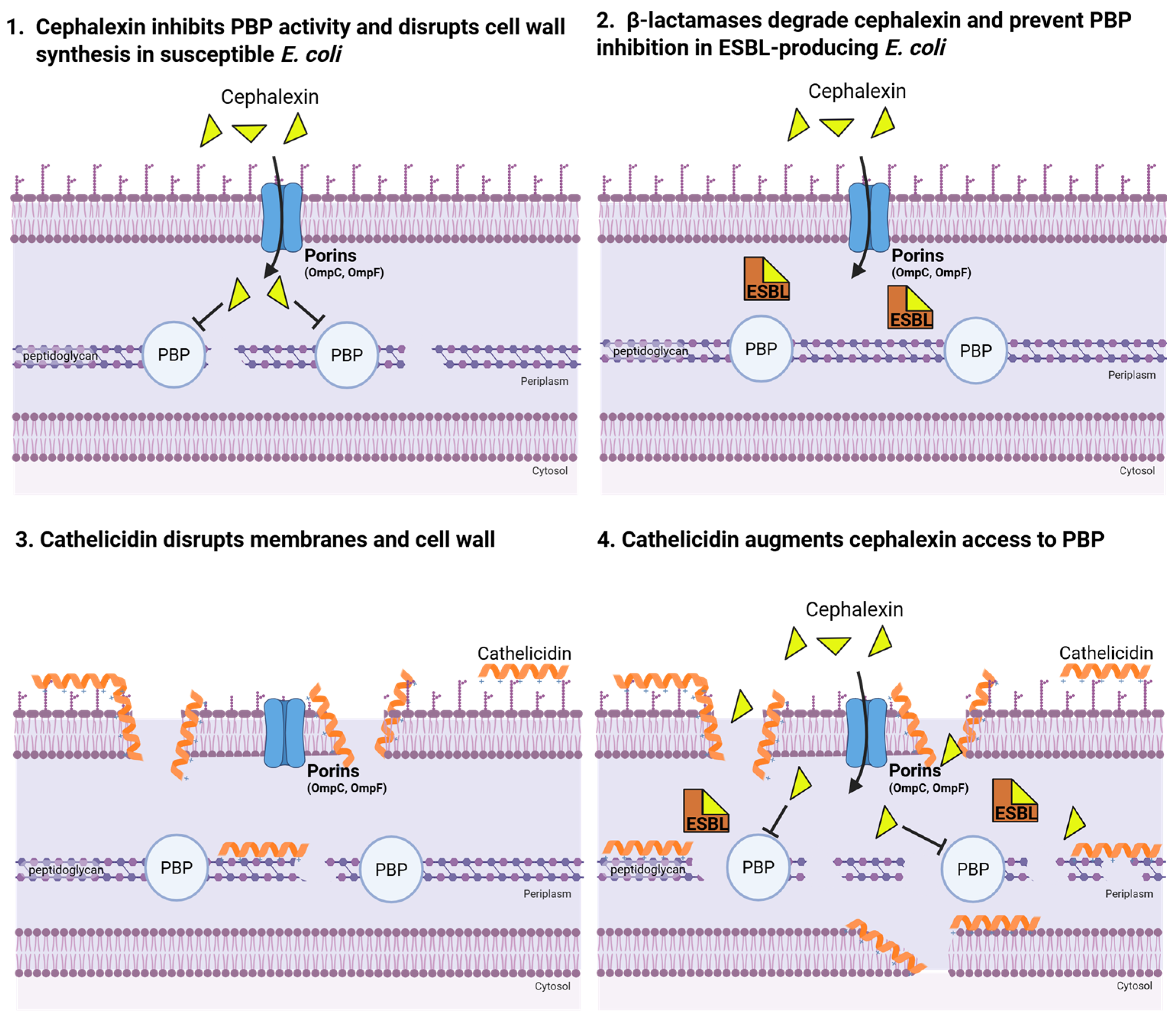 Antibiotics 14 01284 g001