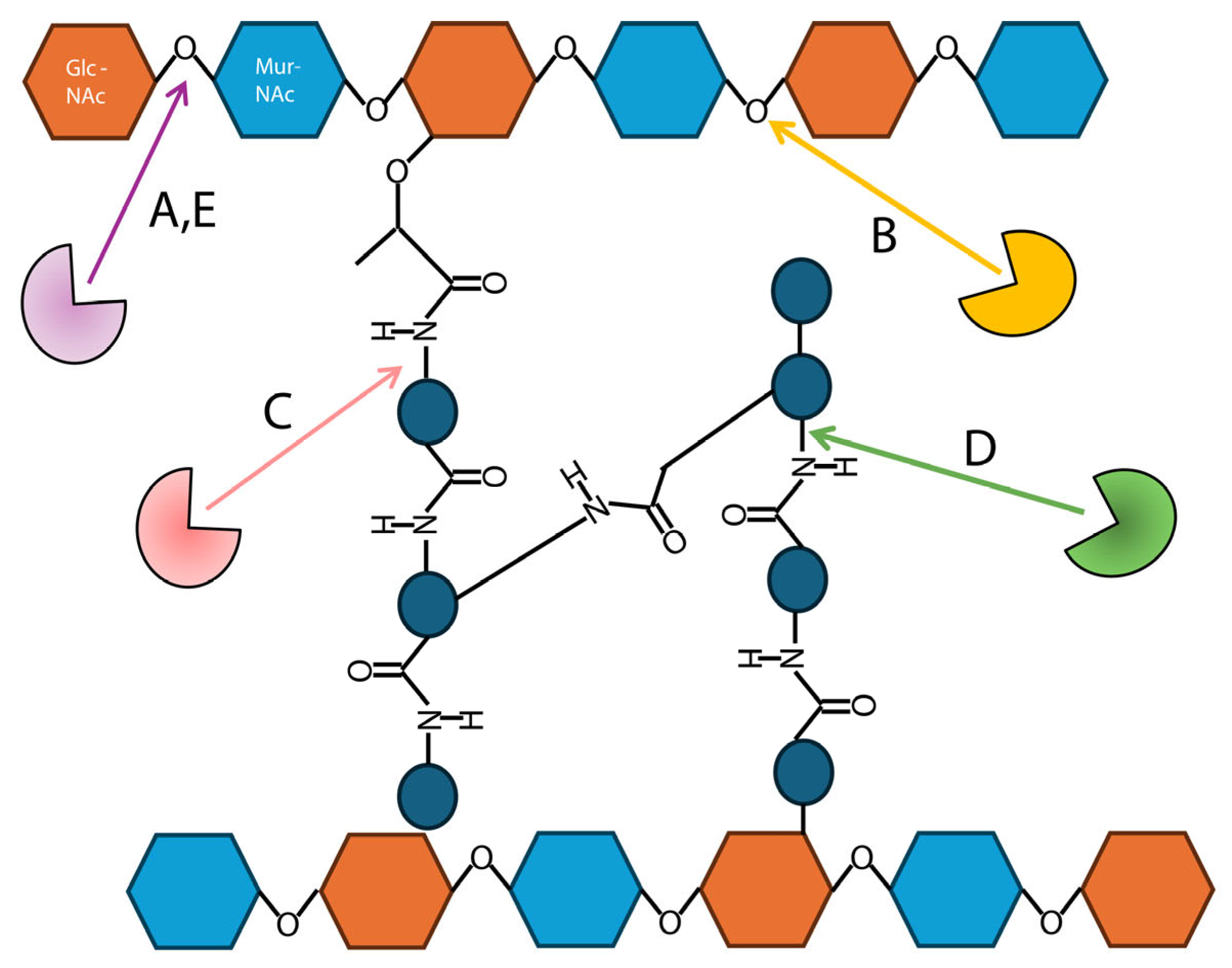 Antibiotics 14 01285 g001