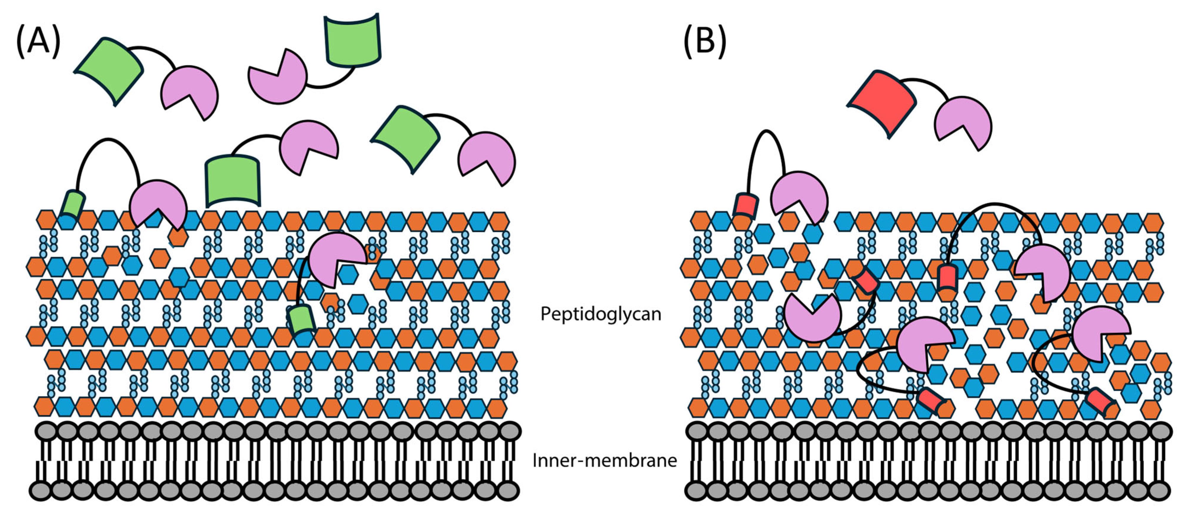 Antibiotics 14 01285 g004