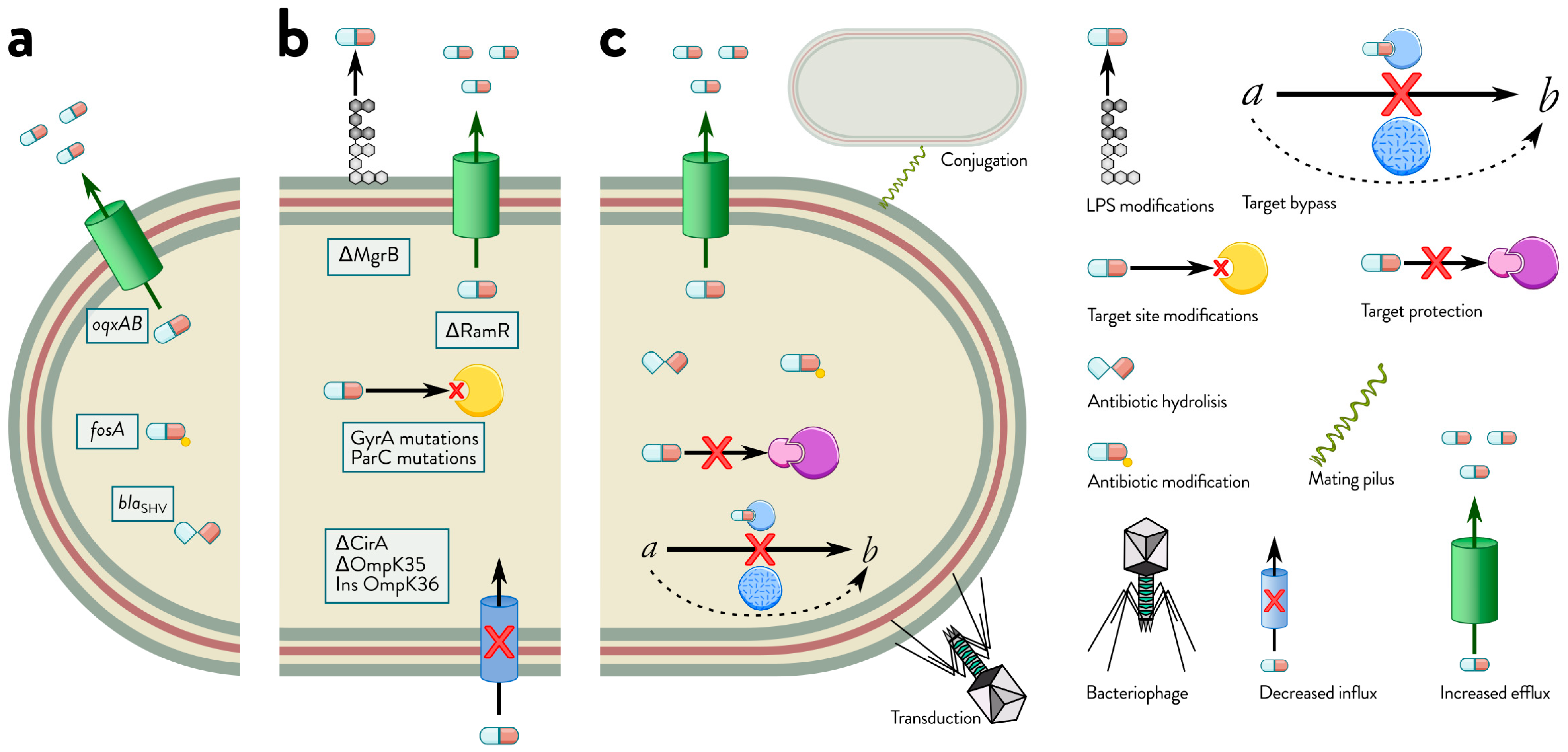 Antibiotics 15 00037 g001 Antibiotics 15 00037 g001