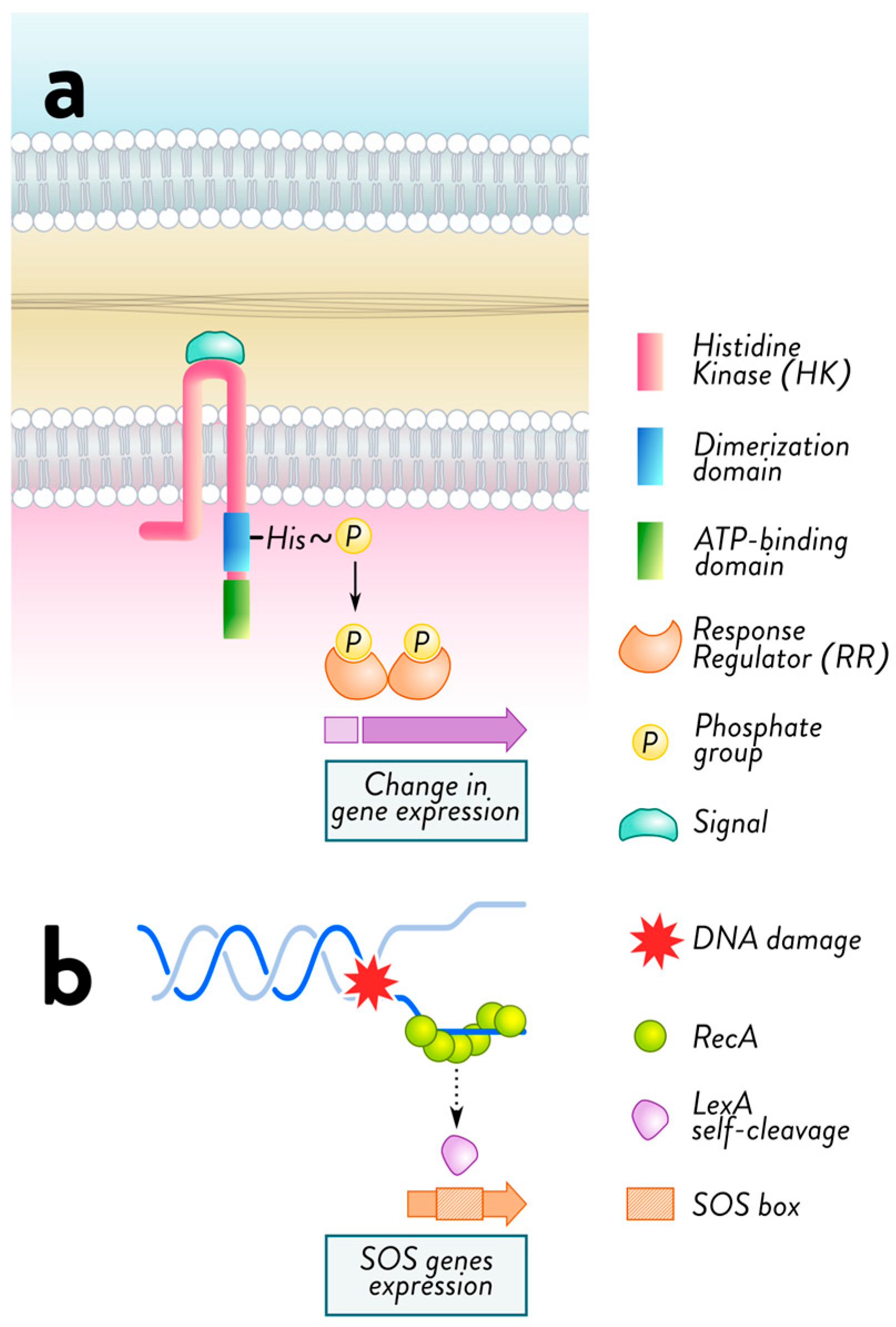 Antibiotics 15 00037 g002 Antibiotics 15 00037 g002