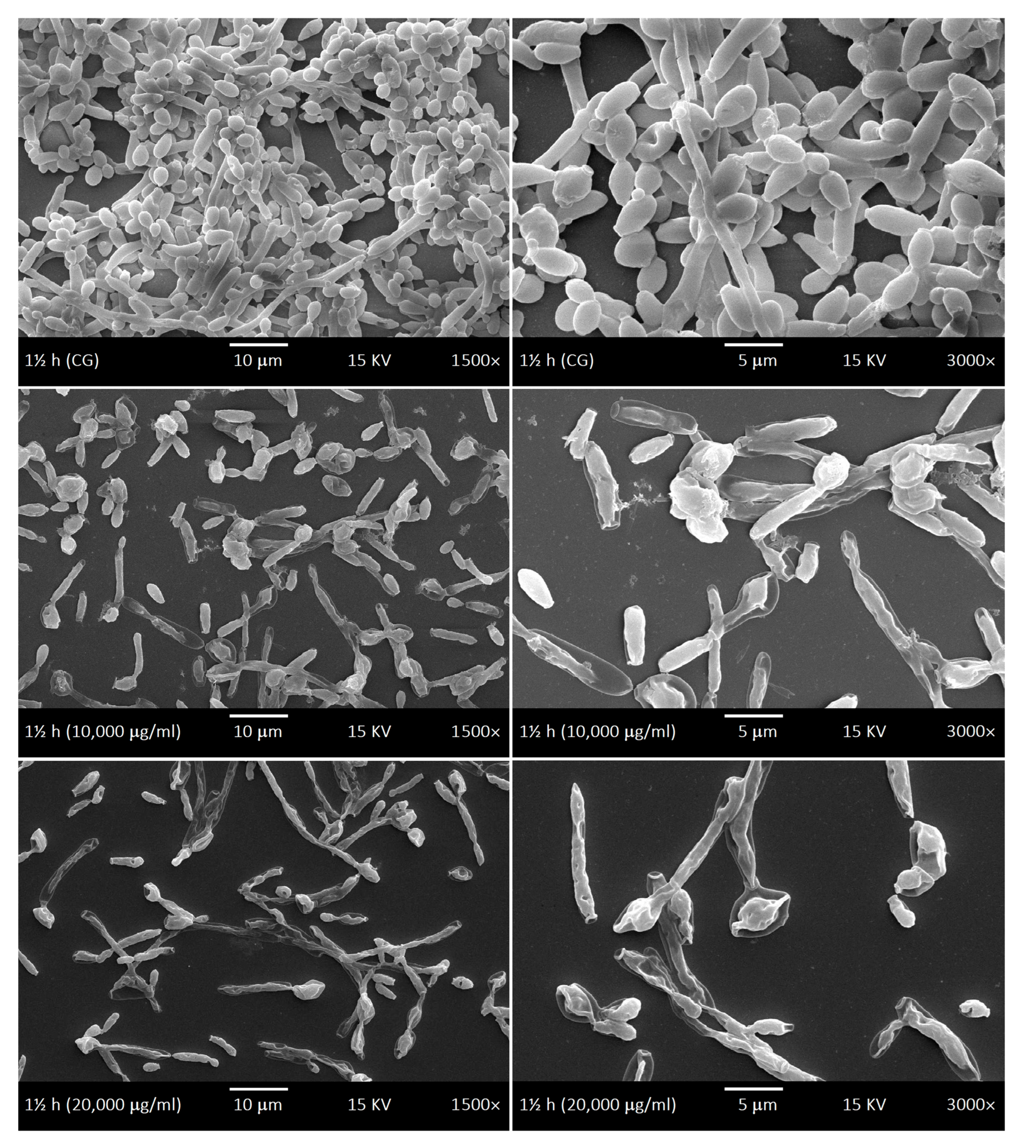 Antibiotics 15 00041 g006